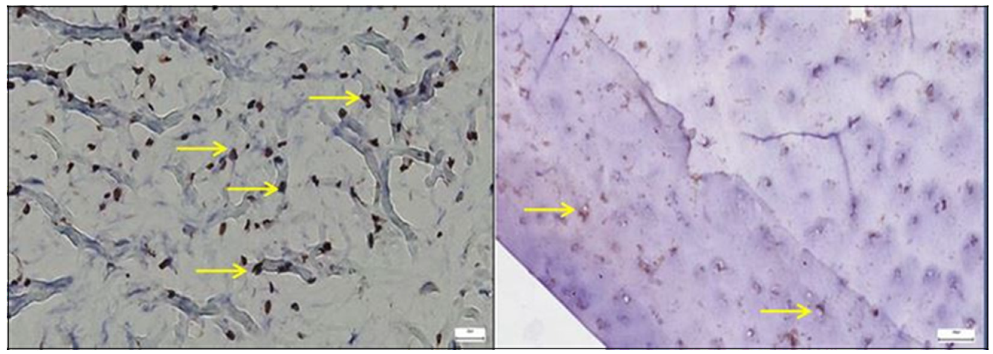 Diagnostics 15 01932 g006