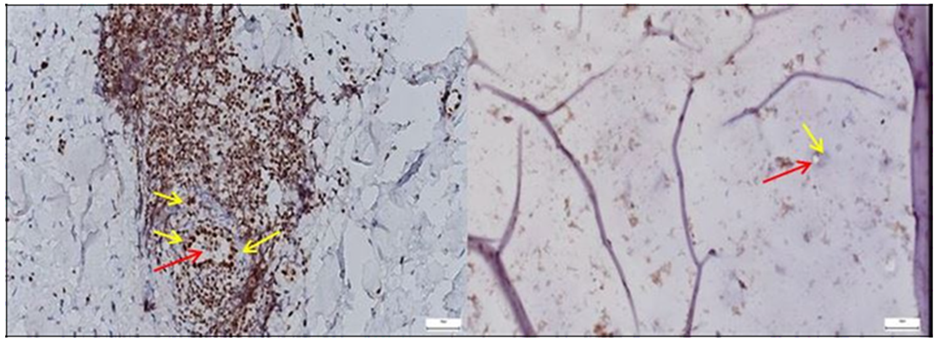 Diagnostics 15 01932 g007
