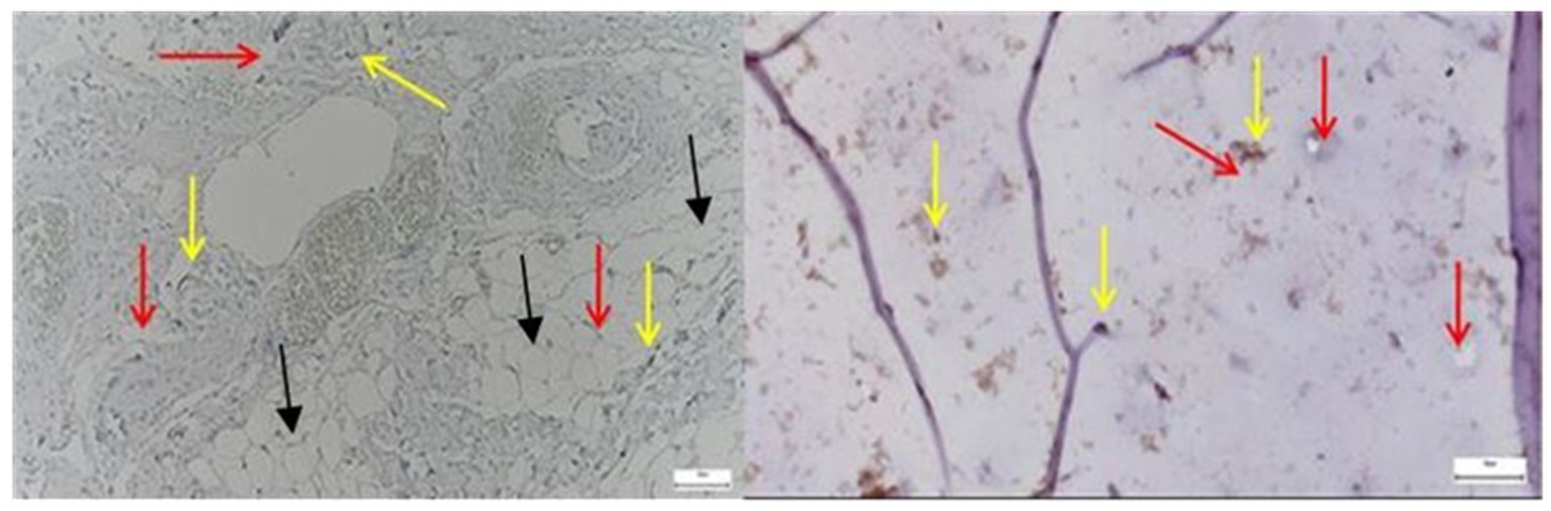 Diagnostics 15 01932 g013