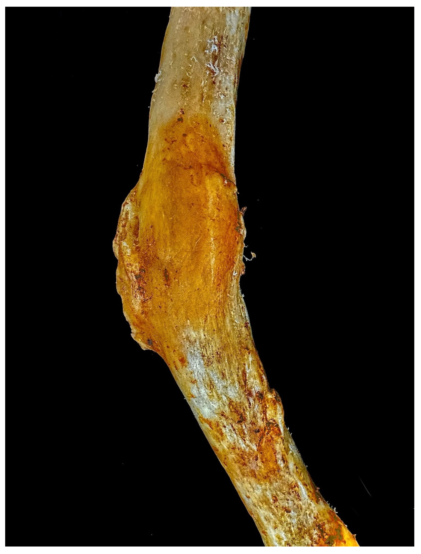 Diagnostics 15 01943 g006