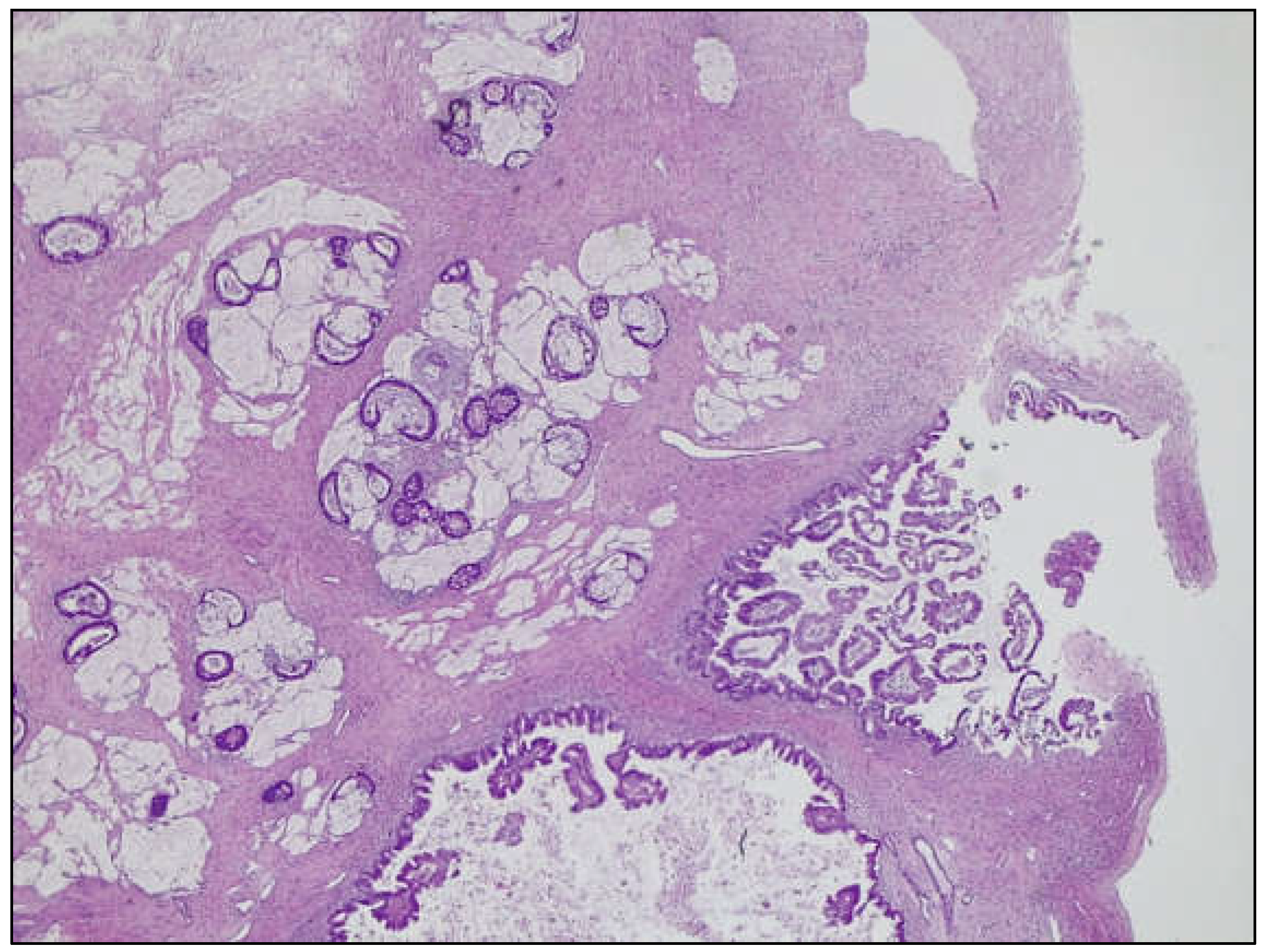 Diagnostics 15 01957 g004