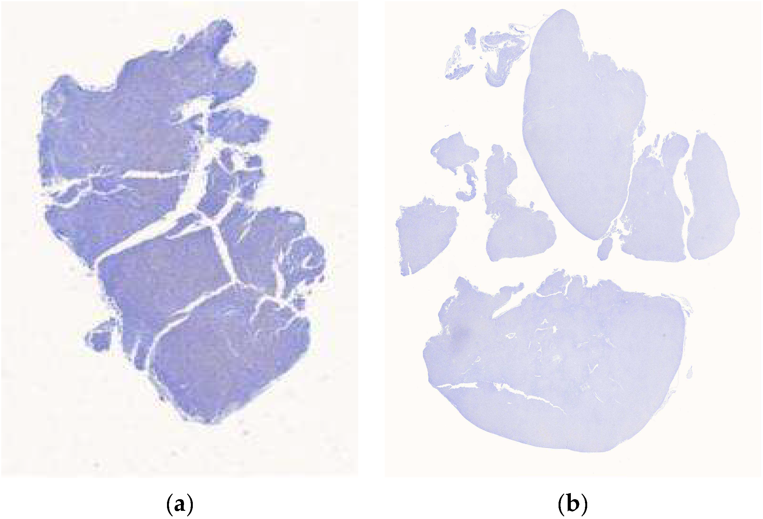 Diagnostics 15 01958 g001