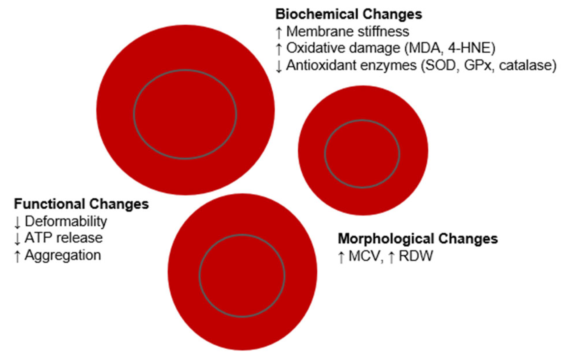 Diagnostics 15 01993 g001 Diagnostics 15 01993 g001