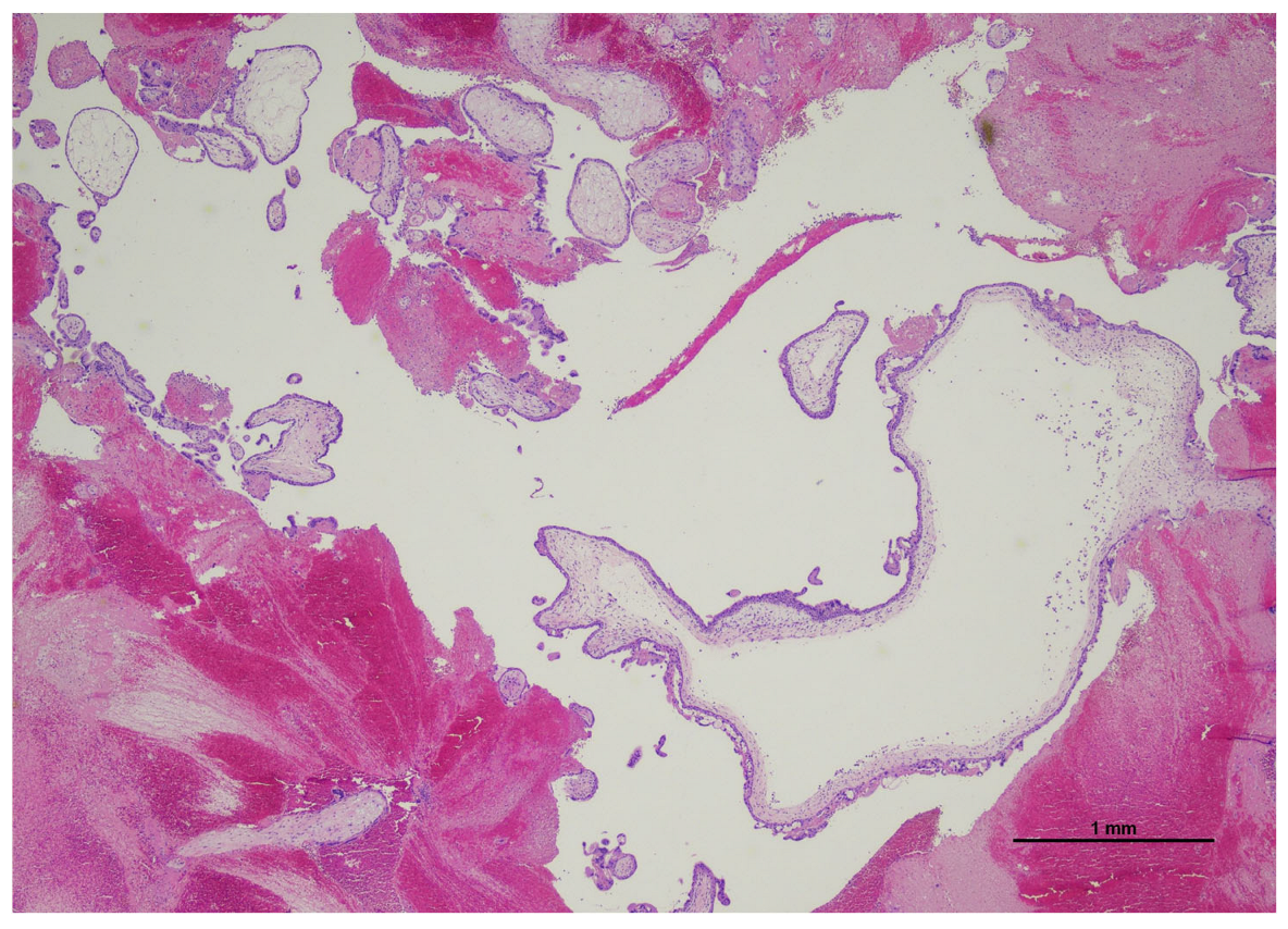 Diagnostics 15 02024 g002 Diagnostics 15 02024 g002