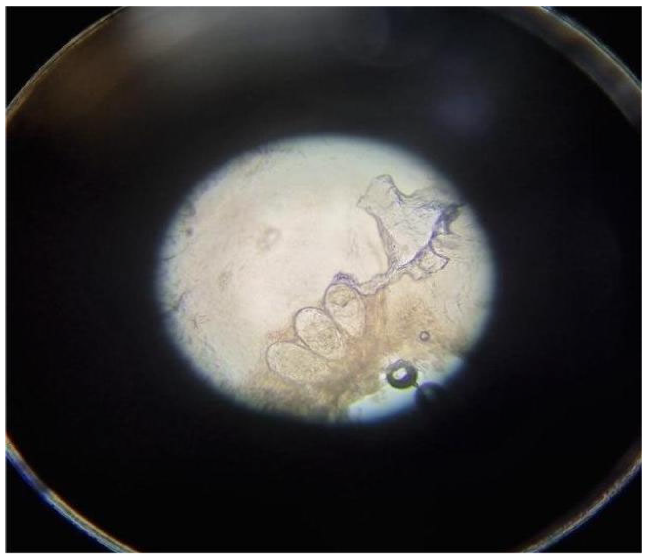 Diagnostics 15 02100 g002 Diagnostics 15 02100 g002