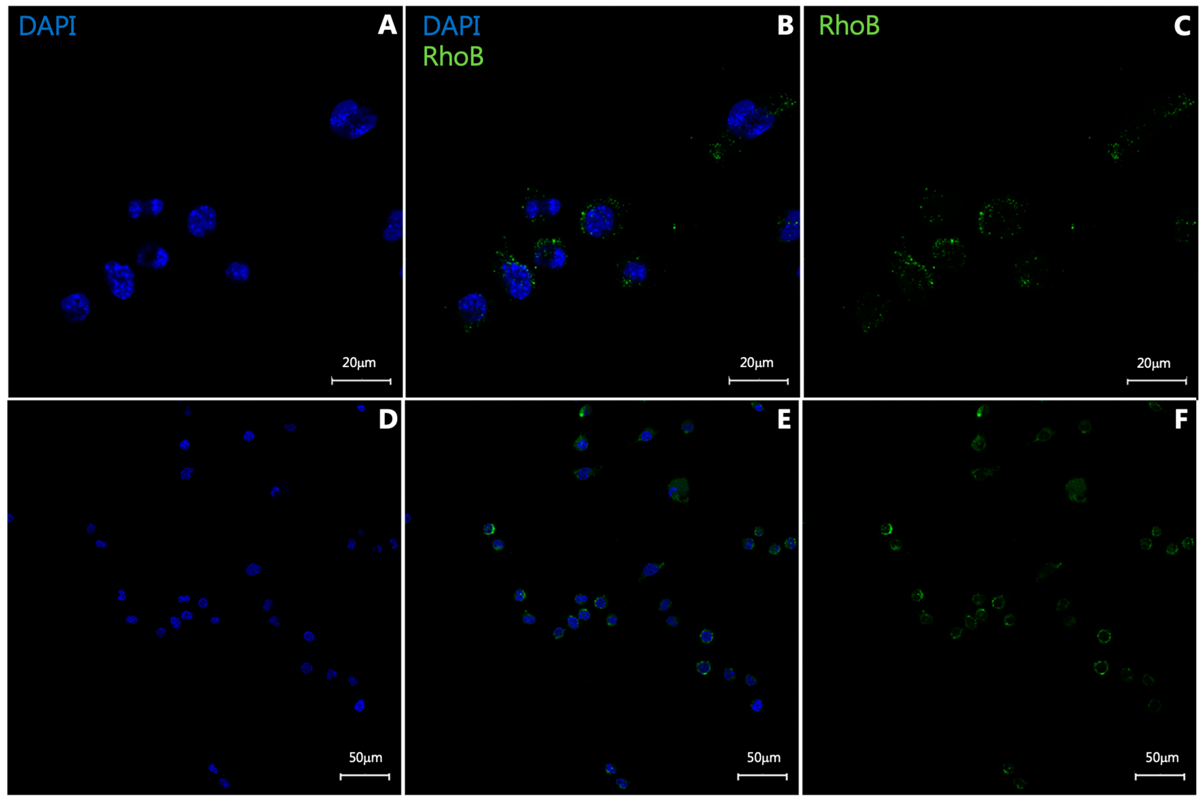 Diagnostics 15 02140 g002 Diagnostics 15 02140 g002