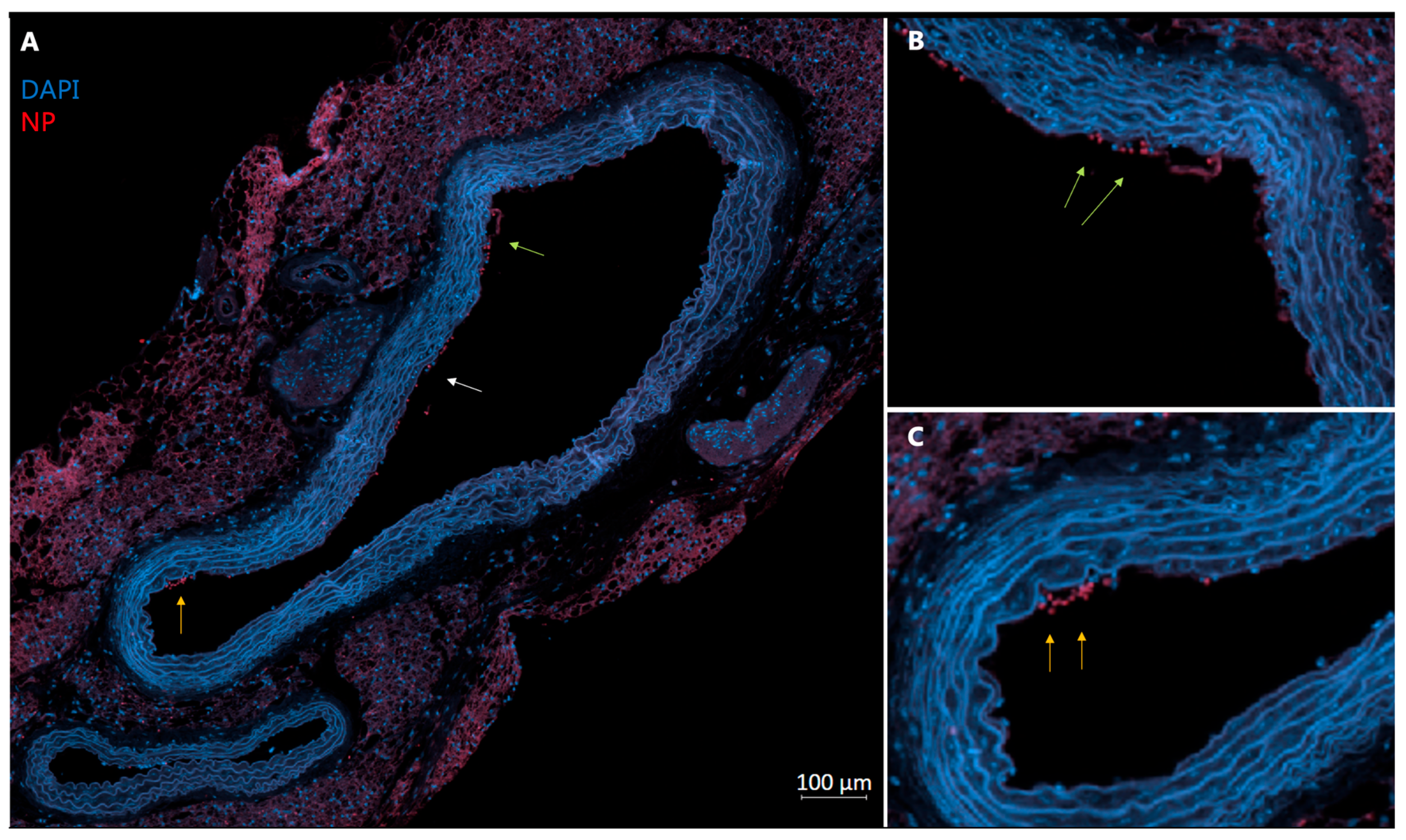 Diagnostics 15 02140 g007 Diagnostics 15 02140 g007