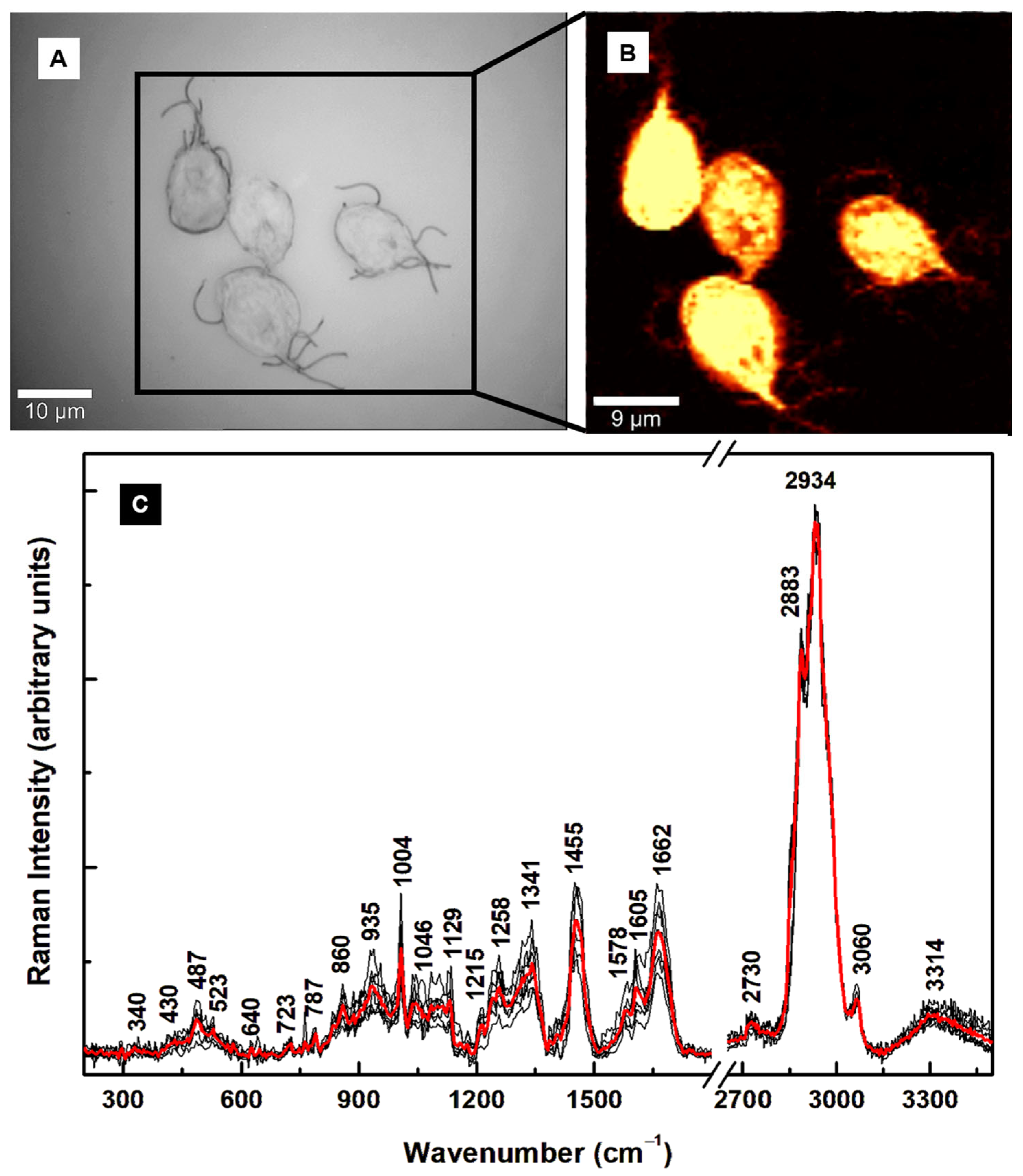 Diagnostics 15 02161 g001