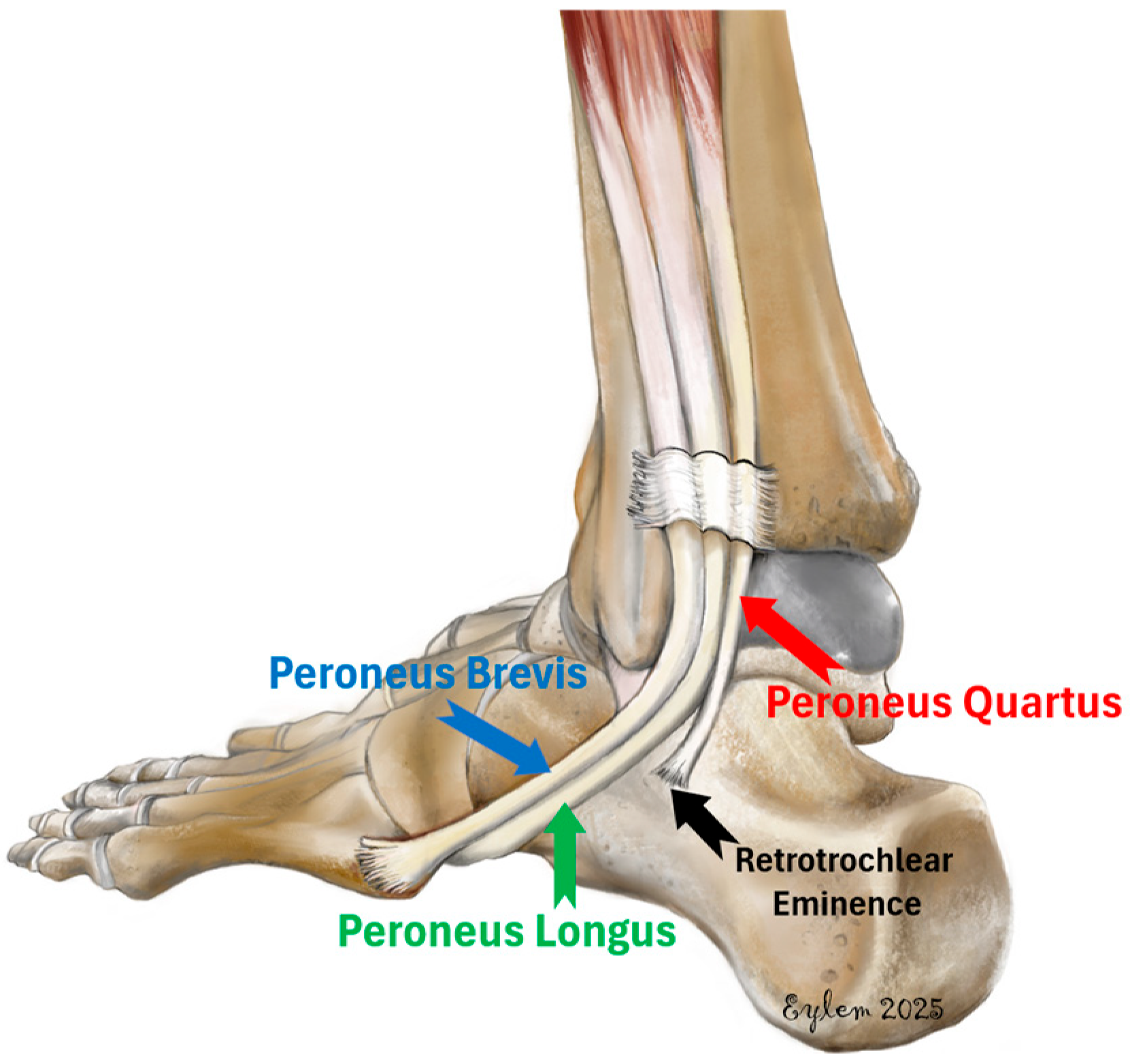Diagnostics 15 02329 g001 Diagnostics 15 02329 g001