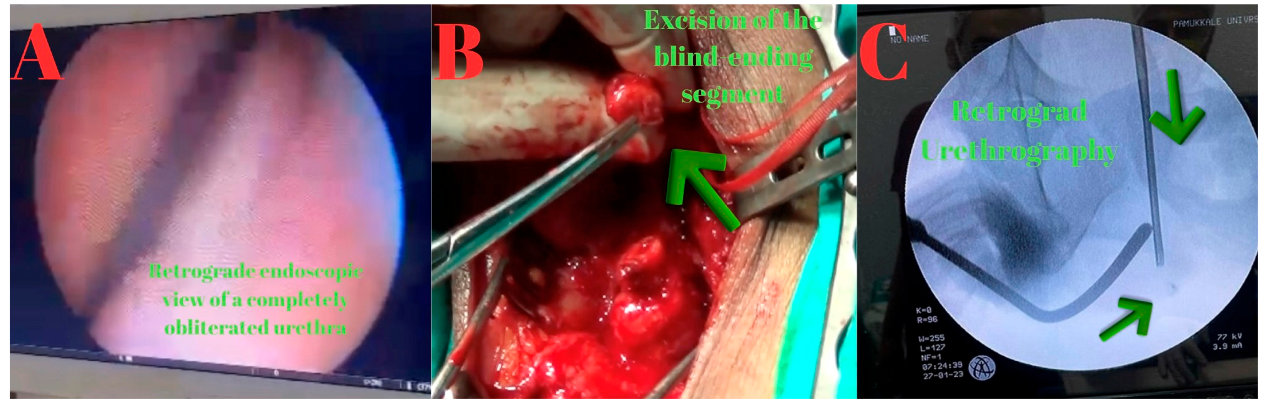 Diagnostics 15 02415 g002