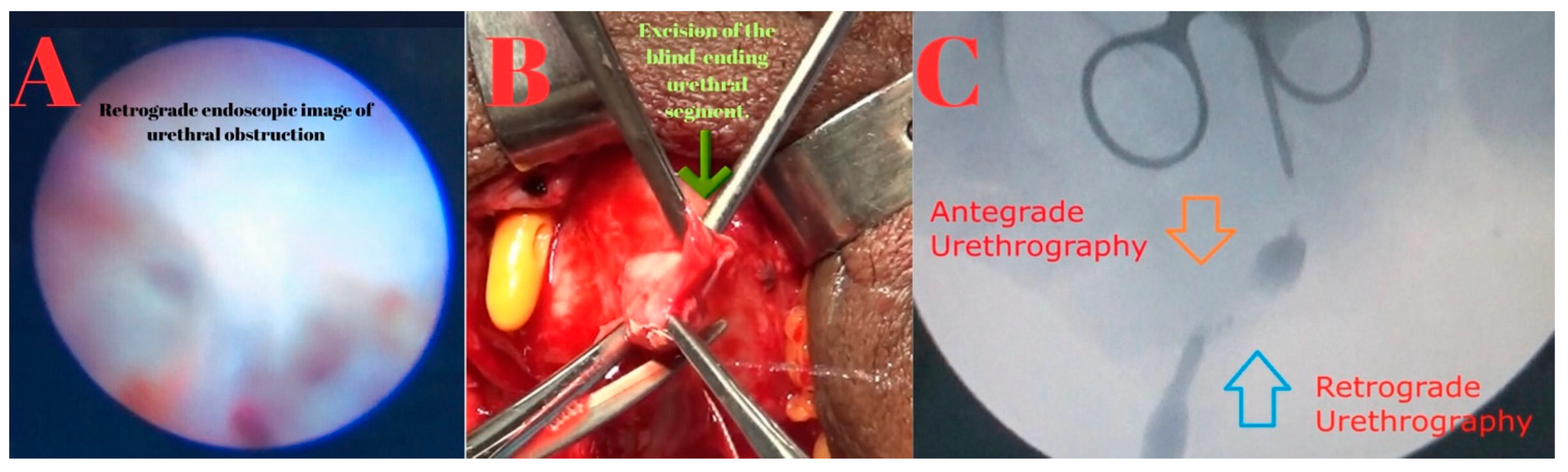 Diagnostics 15 02415 g004