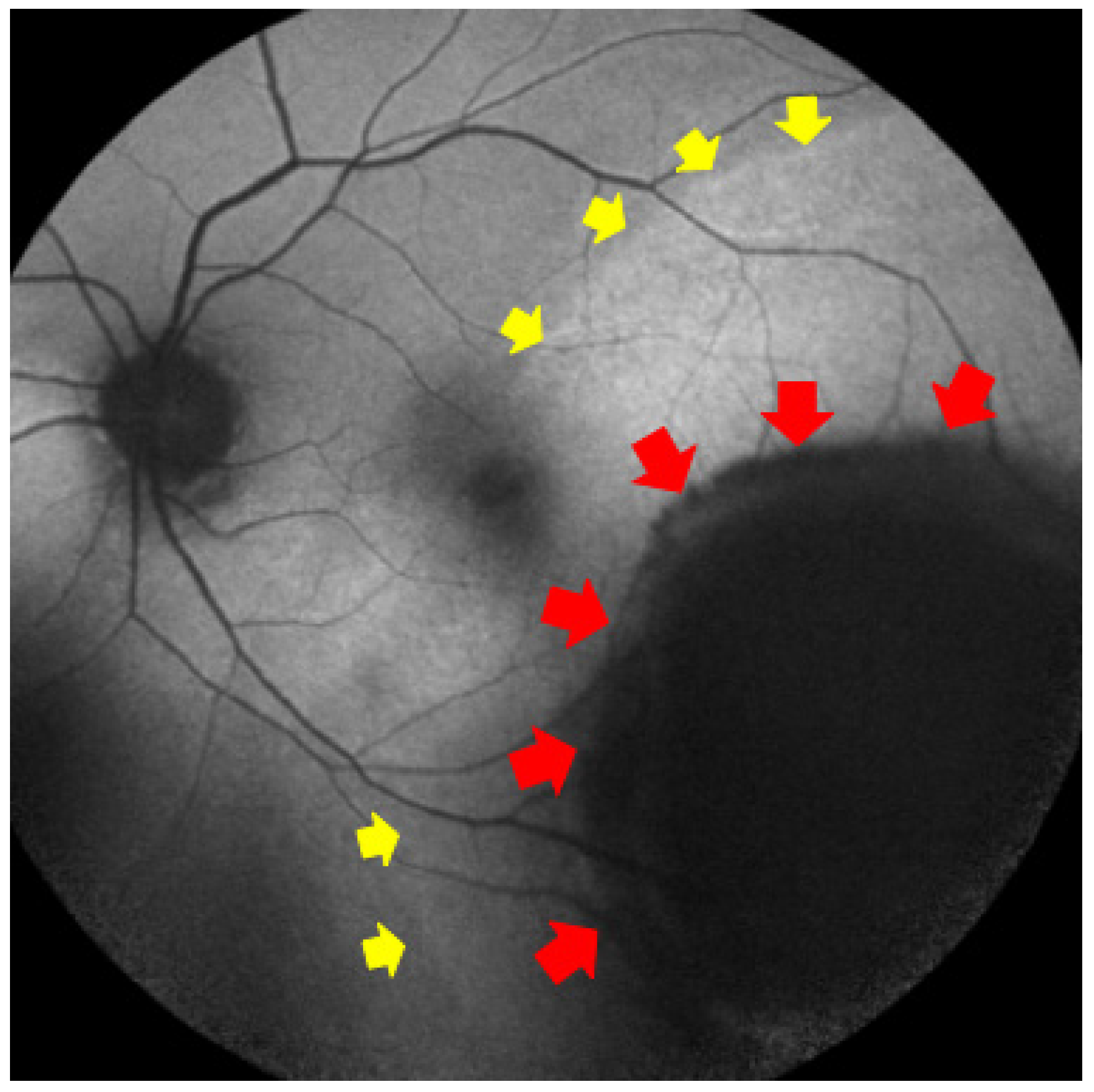 Diagnostics 15 02421 g003