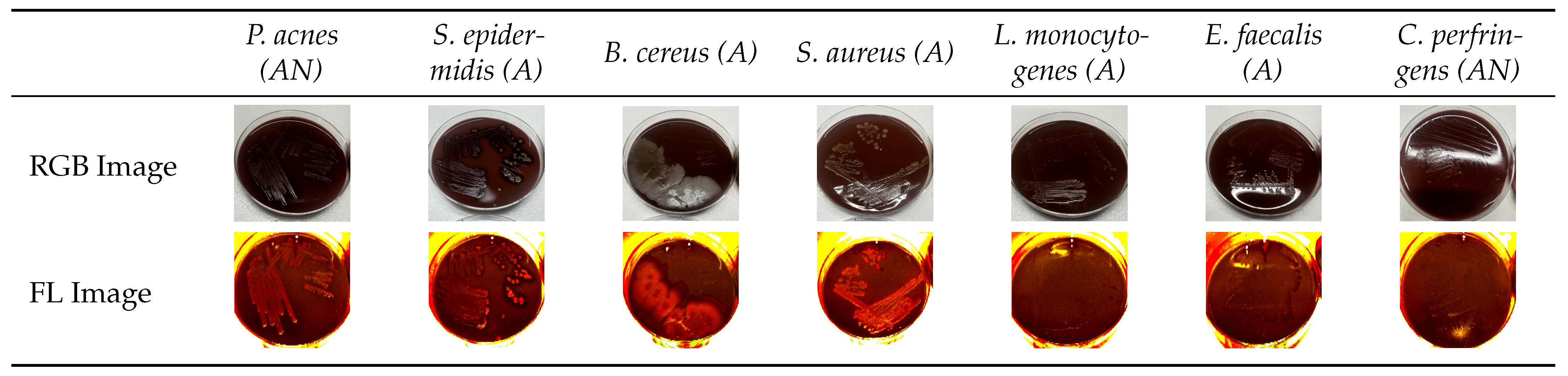 Diagnostics 15 02436 g002
