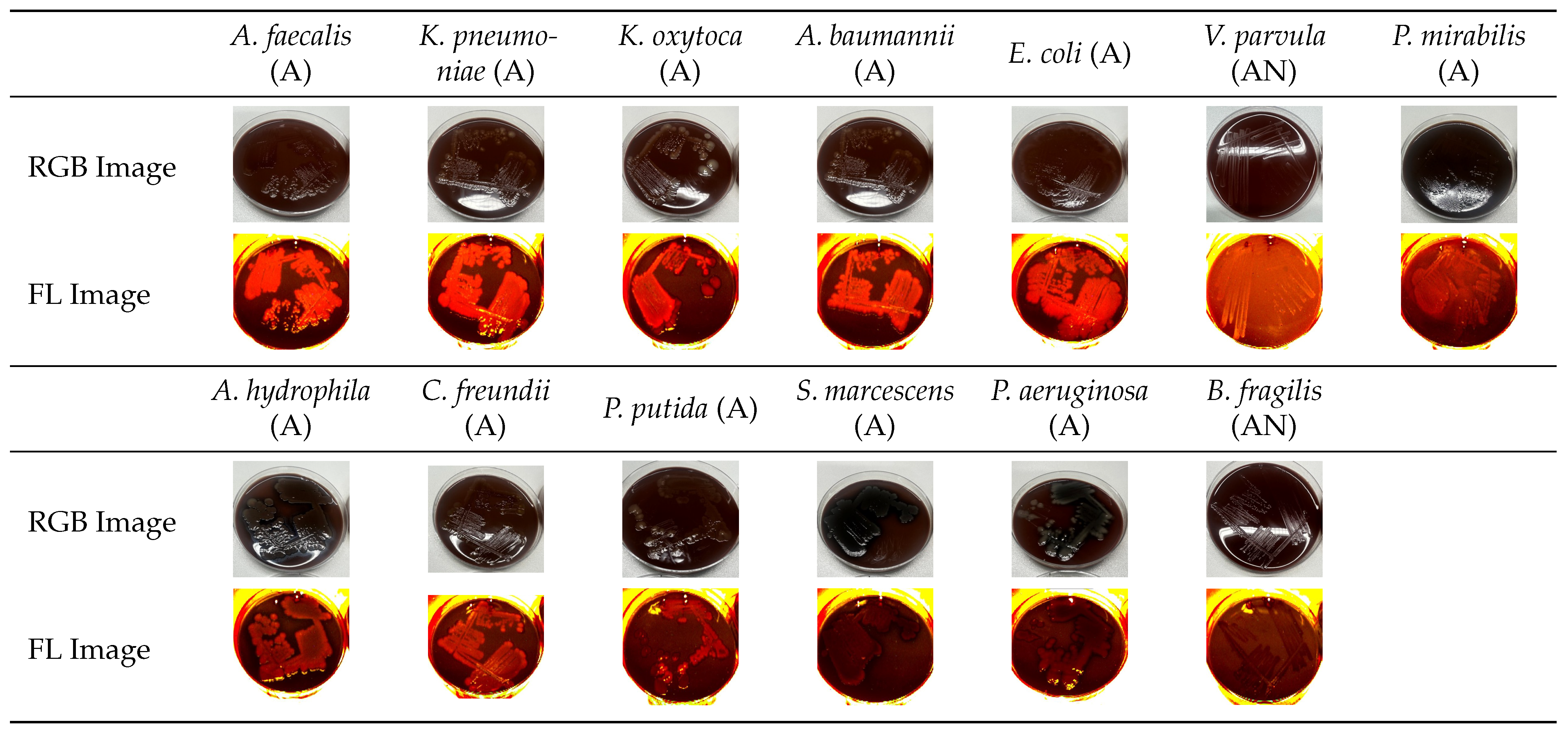 Diagnostics 15 02436 g003