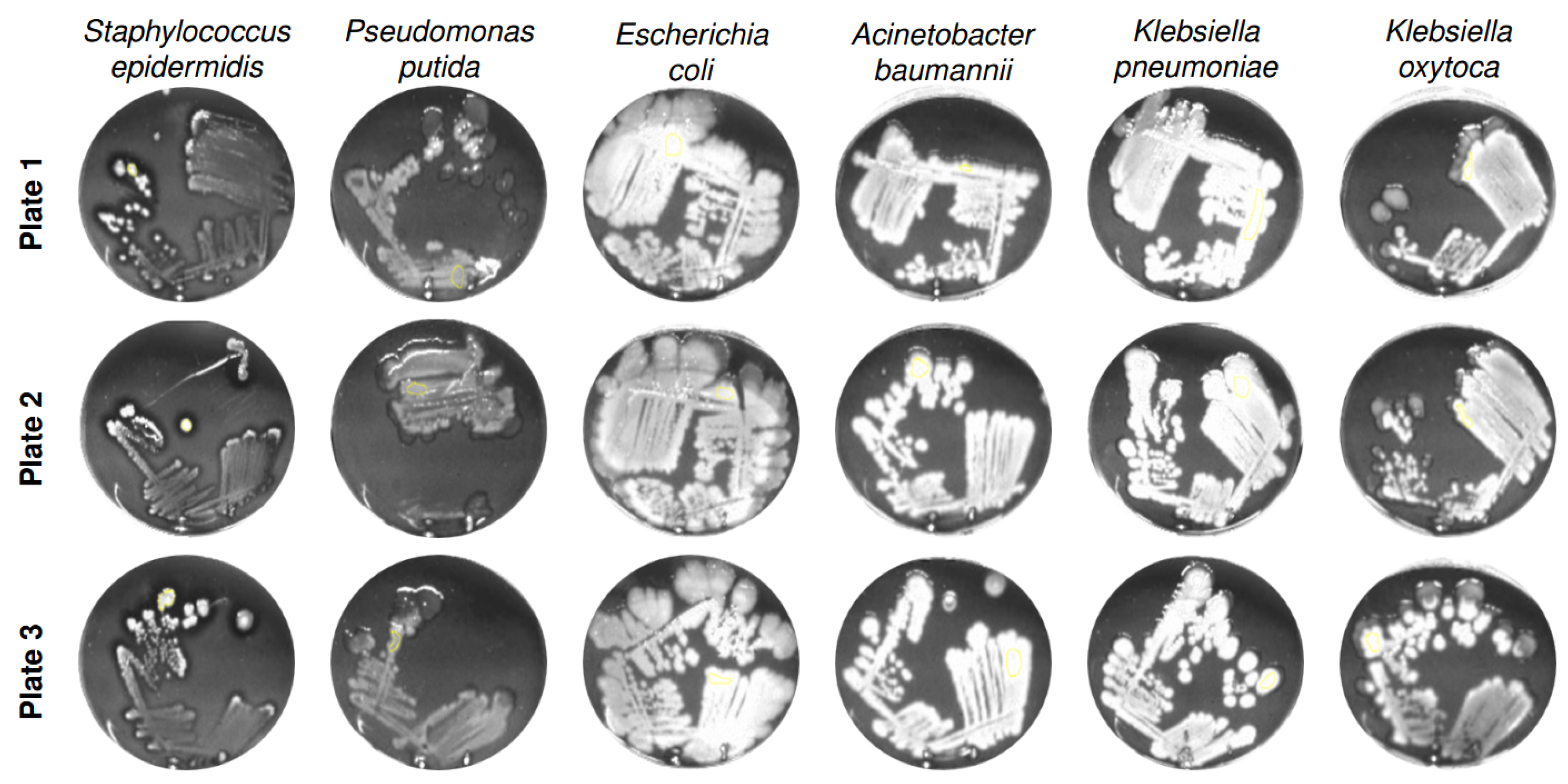 Diagnostics 15 02436 g005