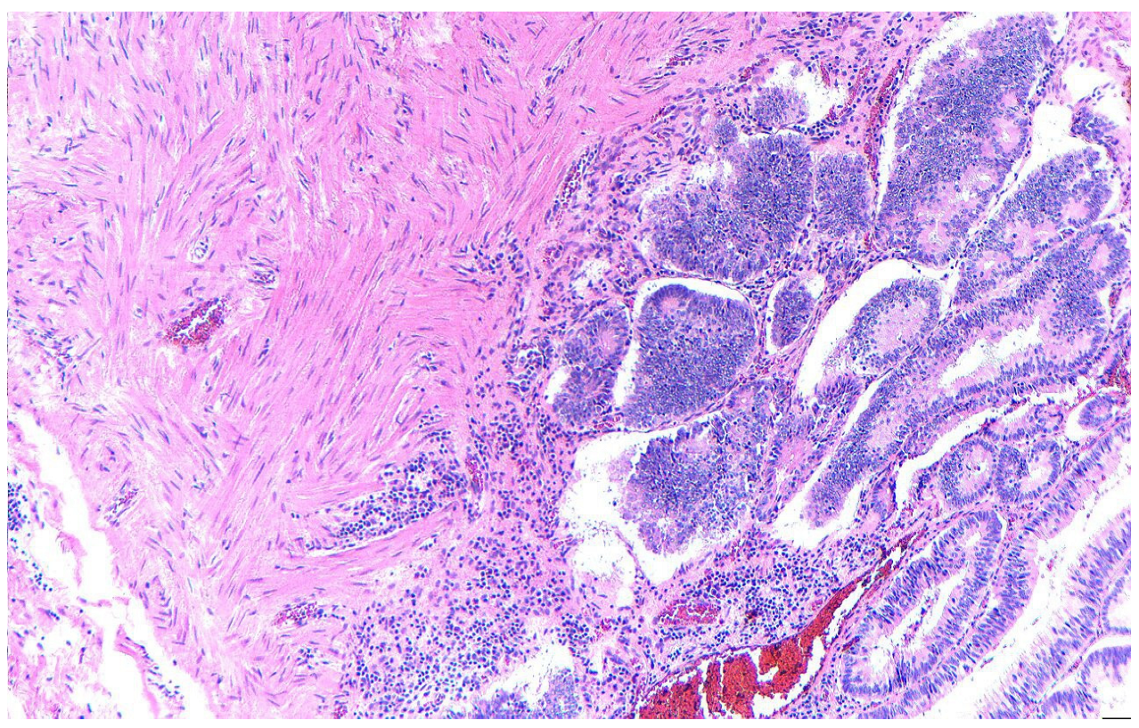 Diagnostics 15 02459 g005