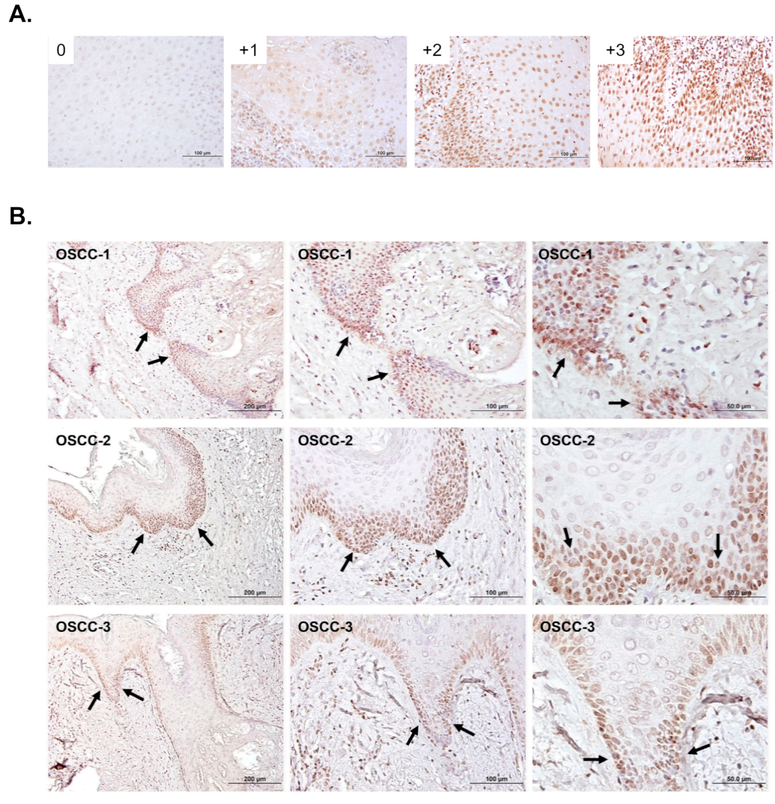 Diagnostics 15 02477 g001 Diagnostics 15 02477 g001