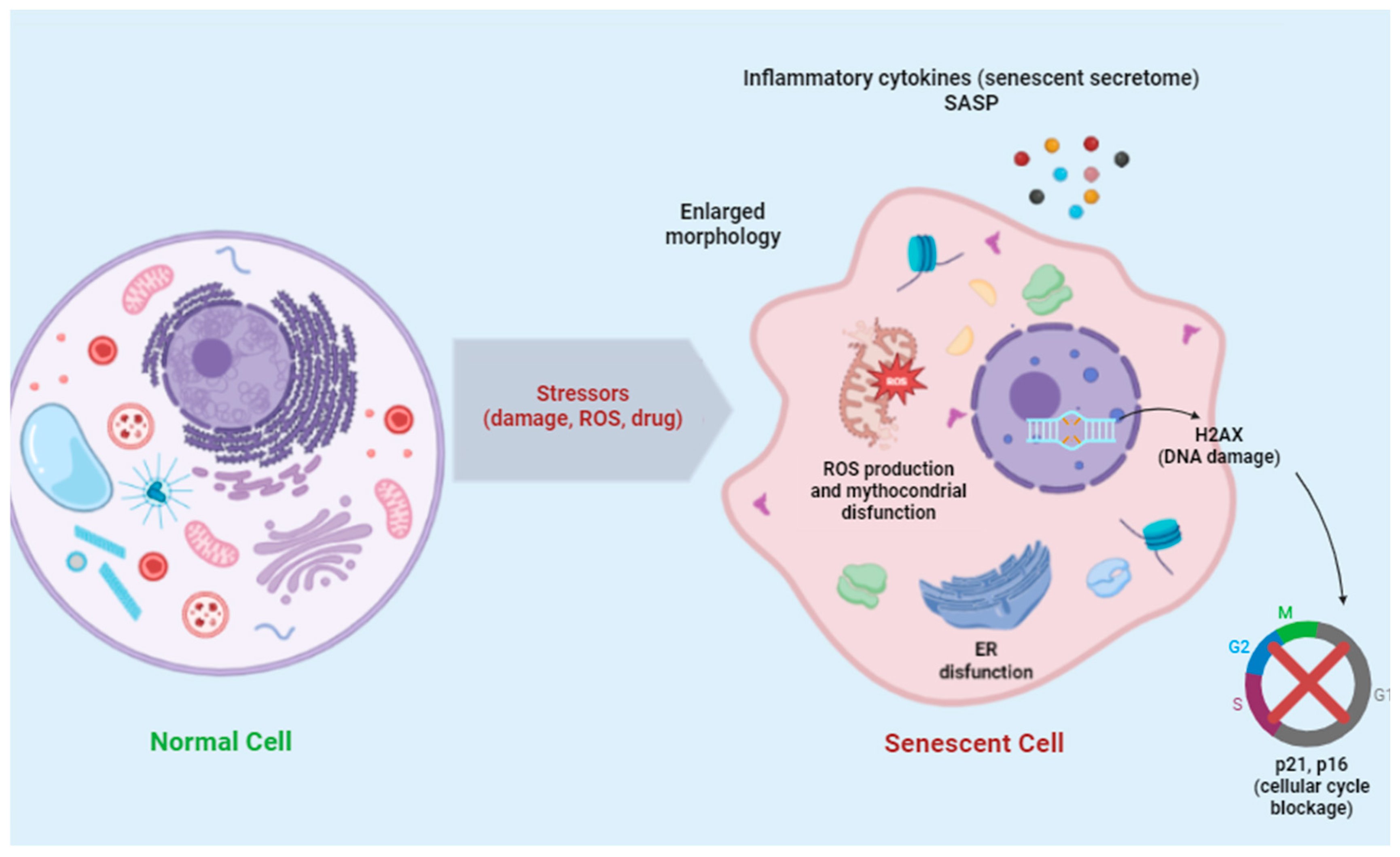 Diagnostics 15 02518 g002