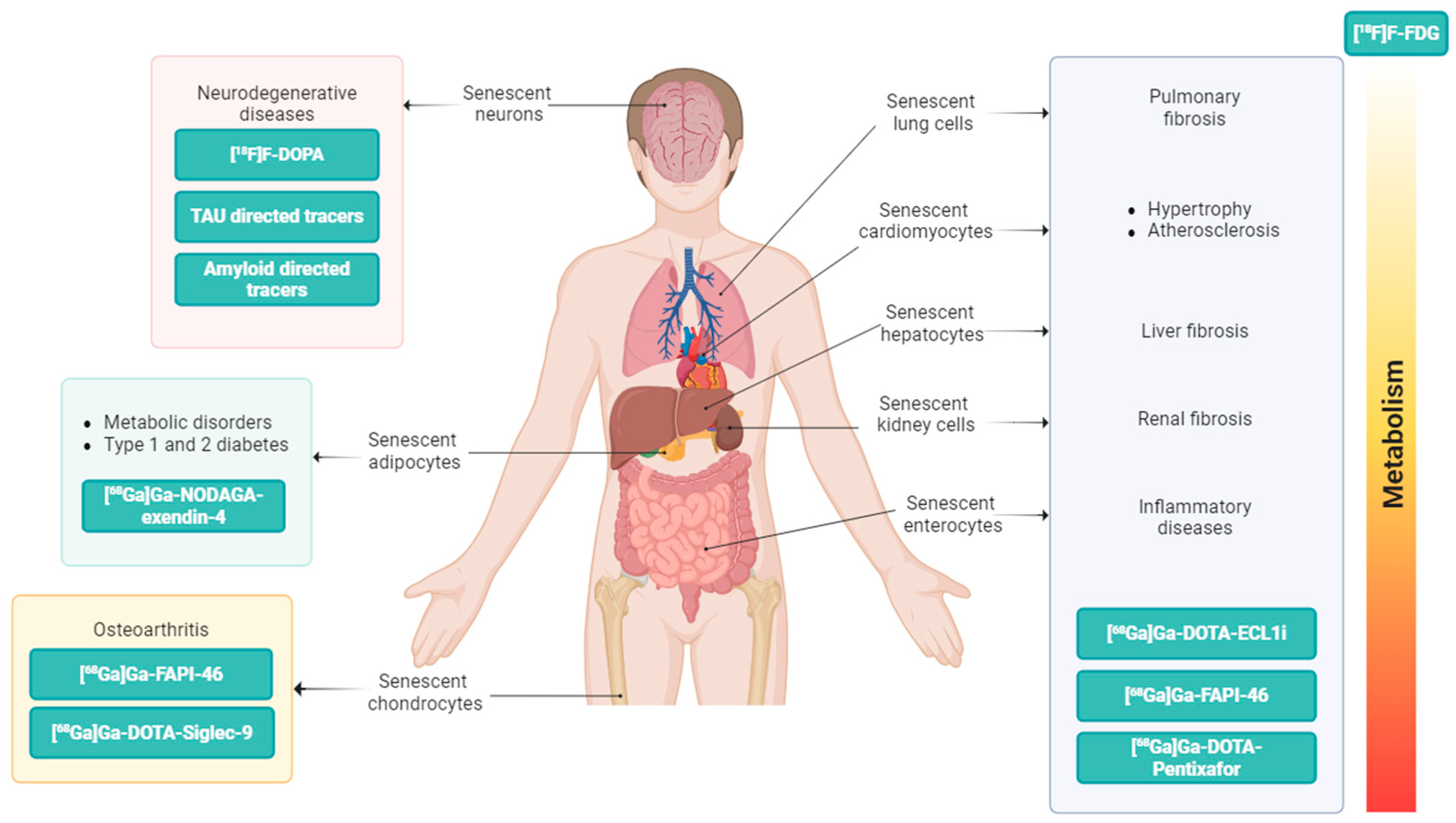 Diagnostics 15 02518 g003