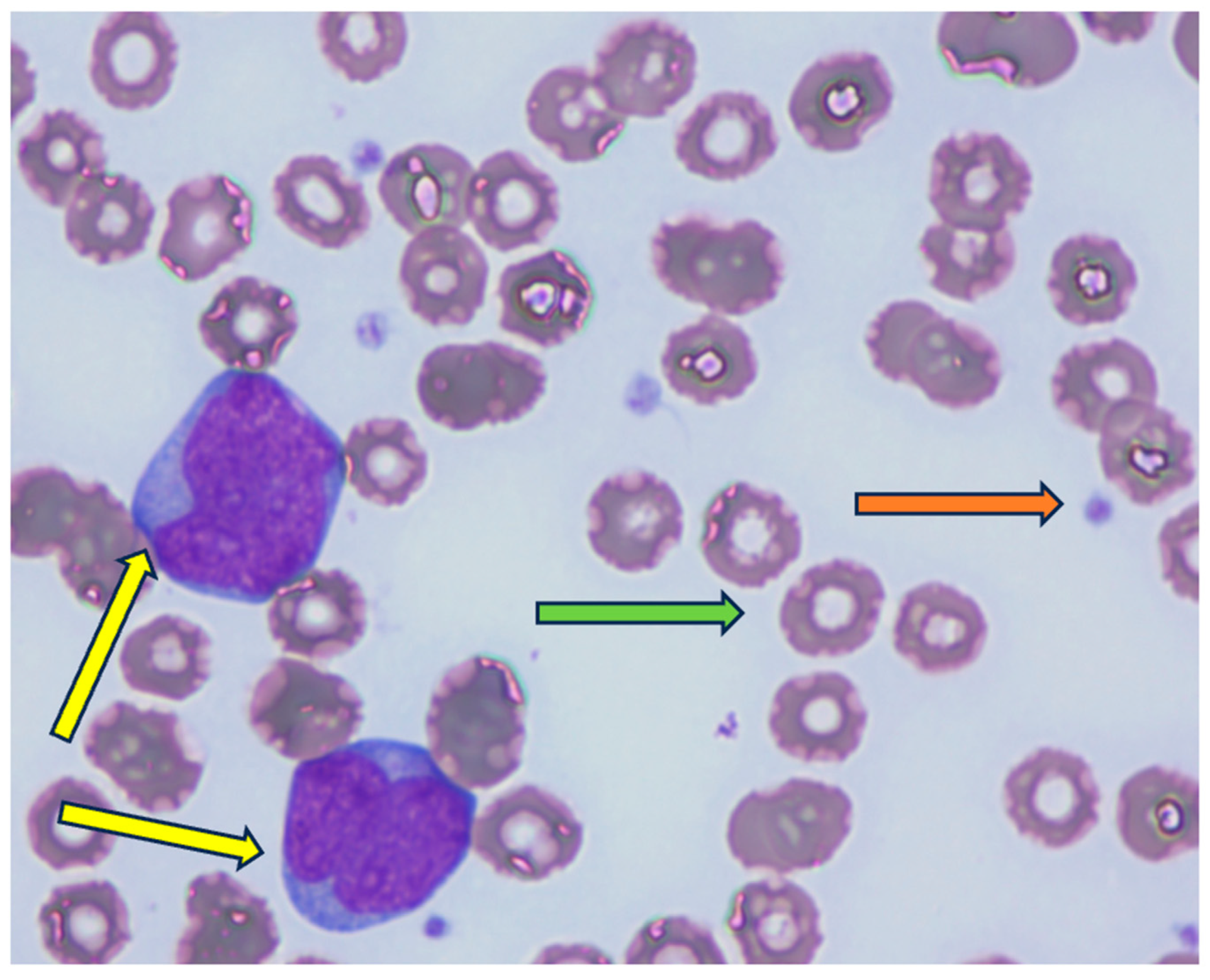 Diagnostics 15 02540 g002 Diagnostics 15 02540 g002