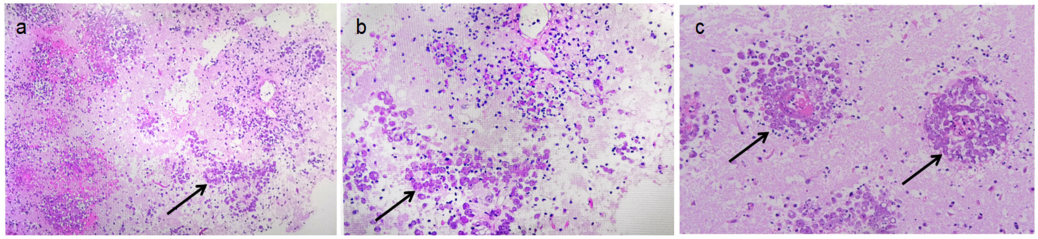 Diagnostics 15 02590 g003