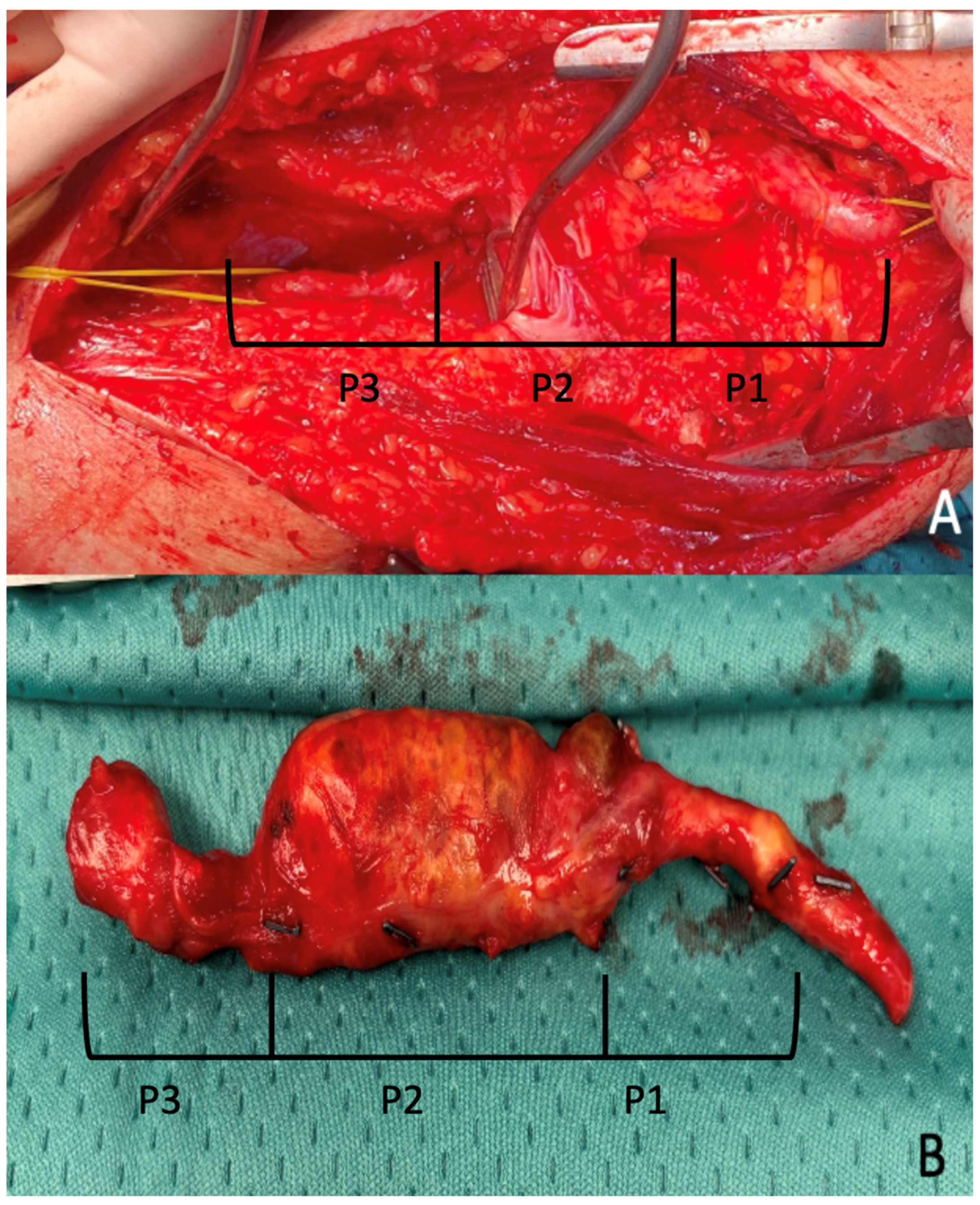 Diagnostics 15 02608 g003