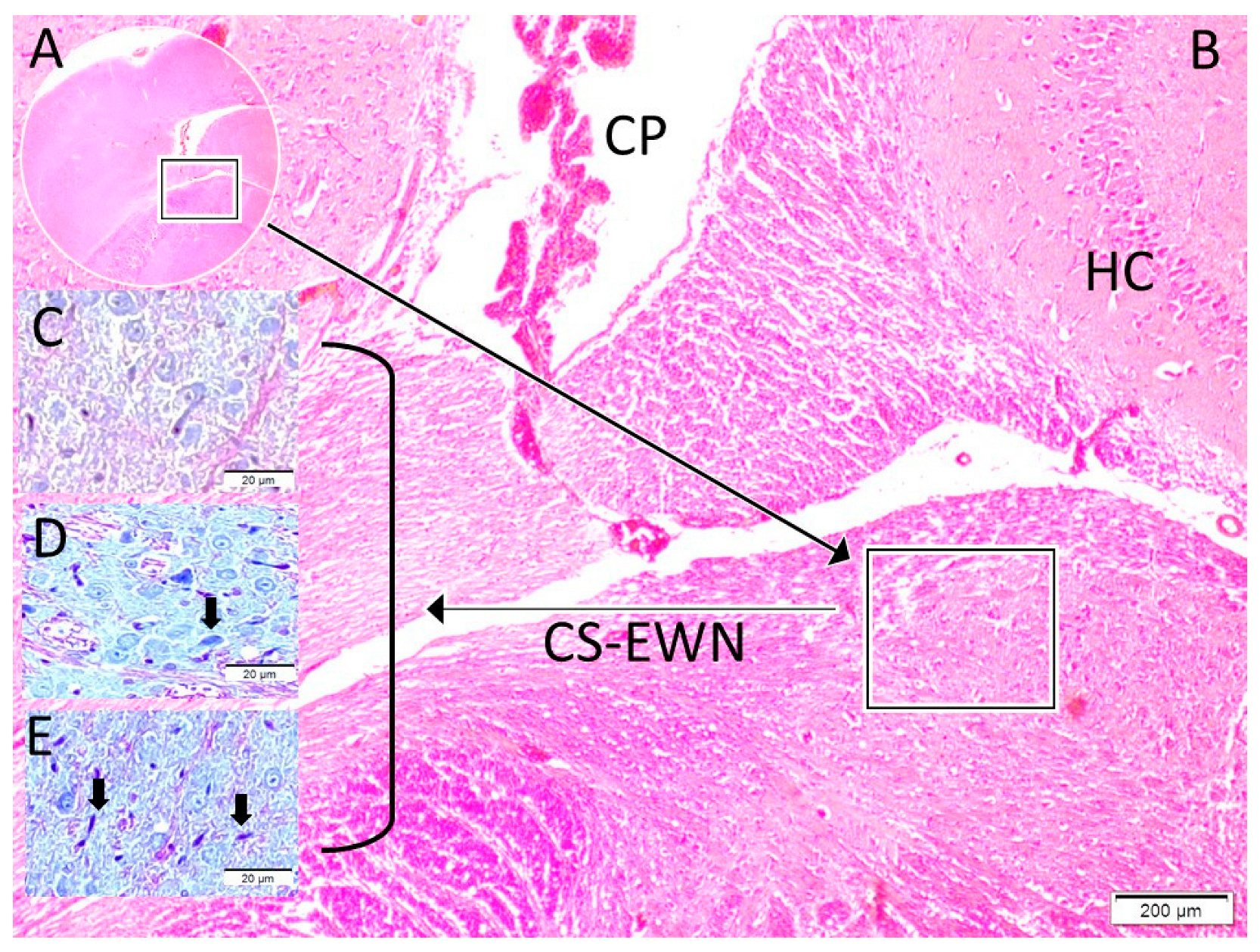 Diagnostics 15 02696 g002