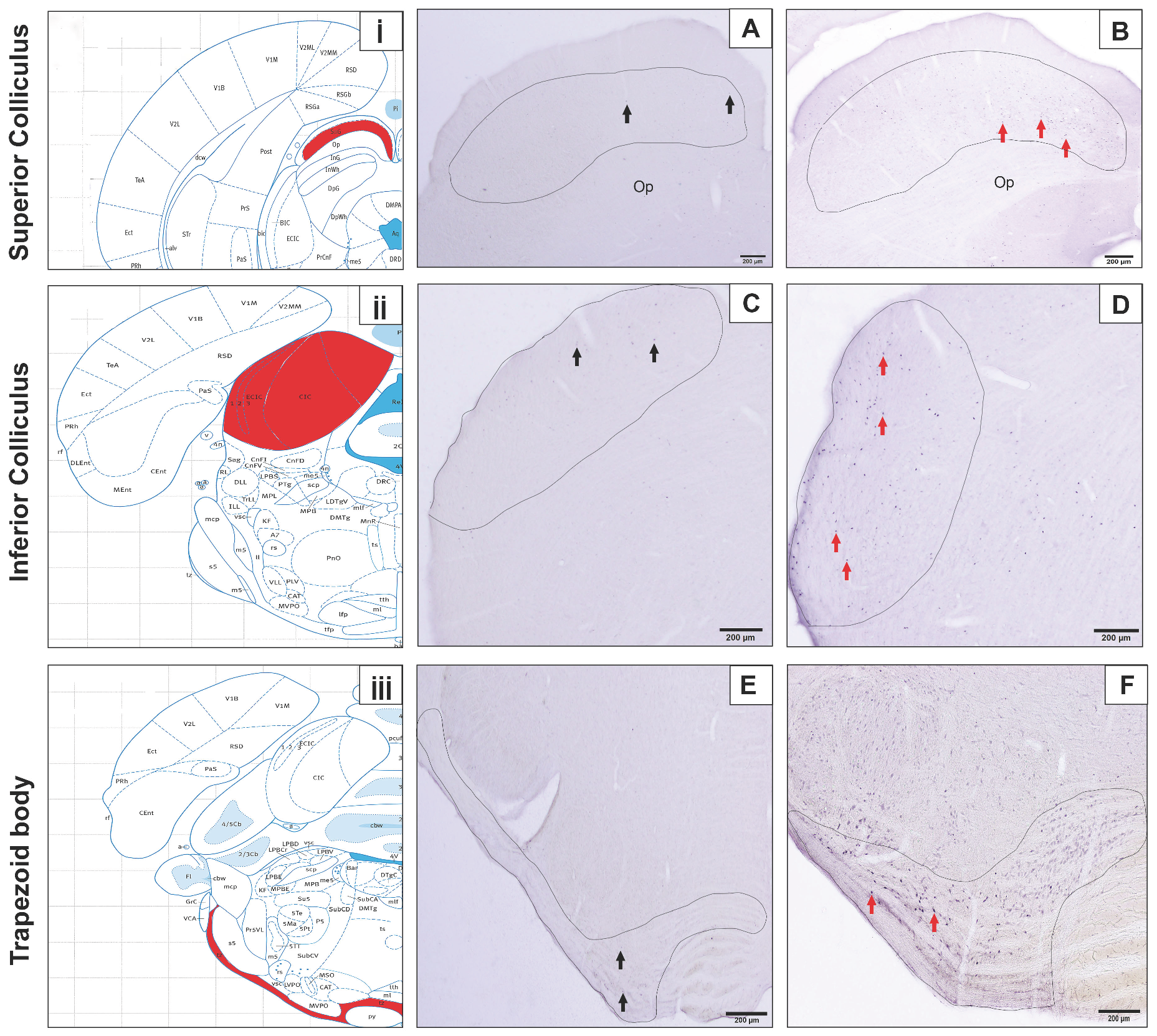 Diagnostics 15 02720 g002 Diagnostics 15 02720 g002
