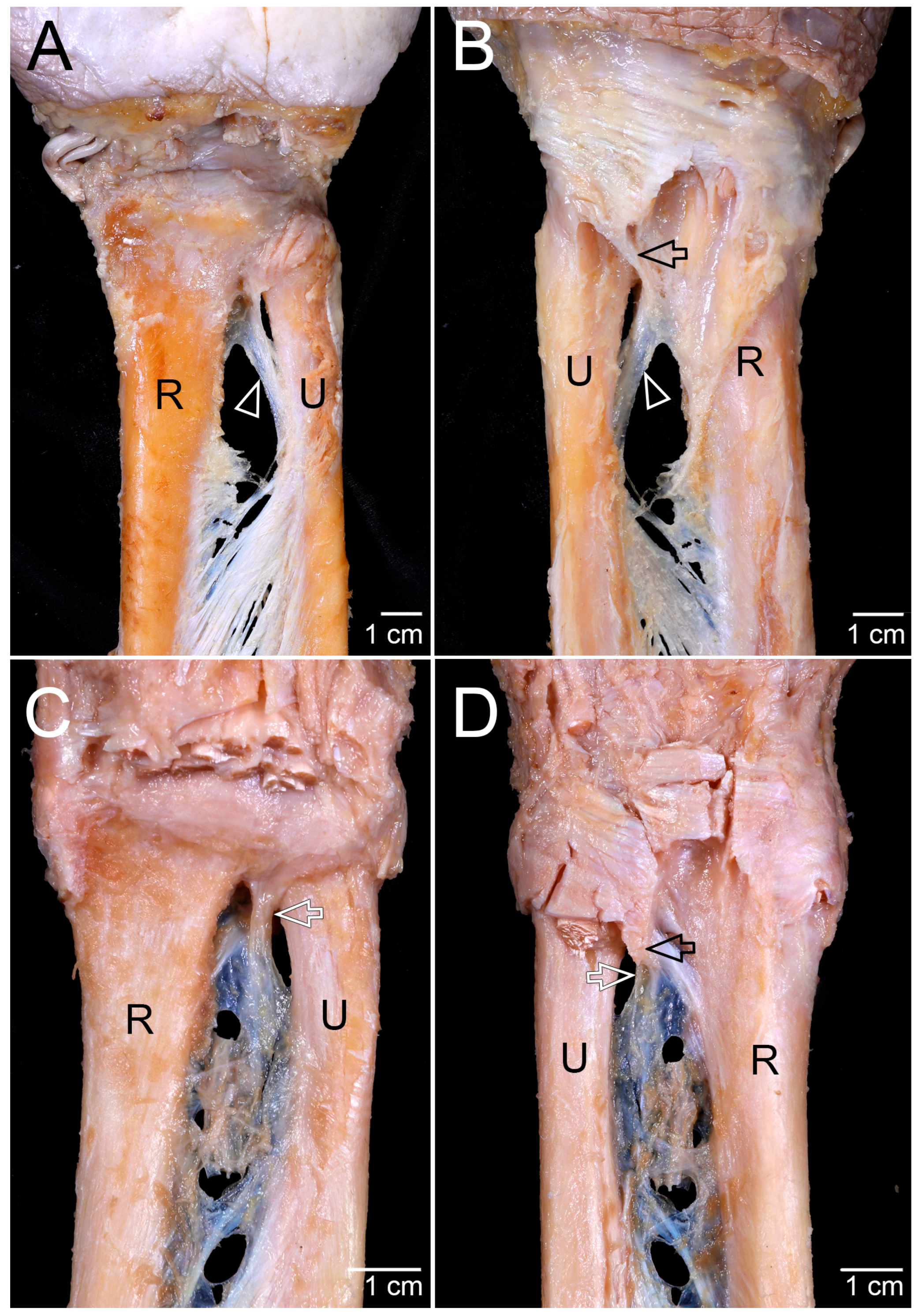 Diagnostics 15 02728 g001 Diagnostics 15 02728 g001