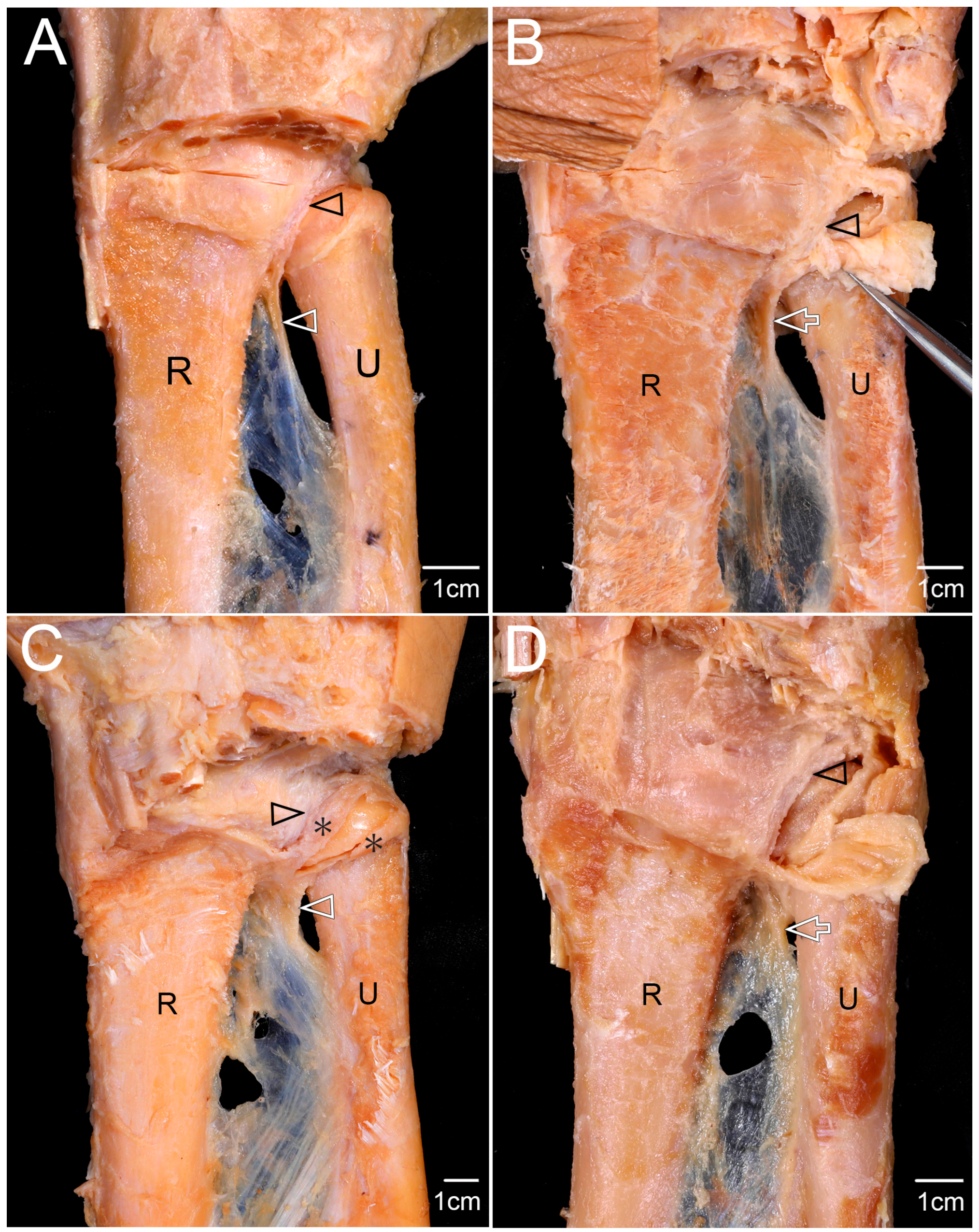 Diagnostics 15 02728 g002 Diagnostics 15 02728 g002