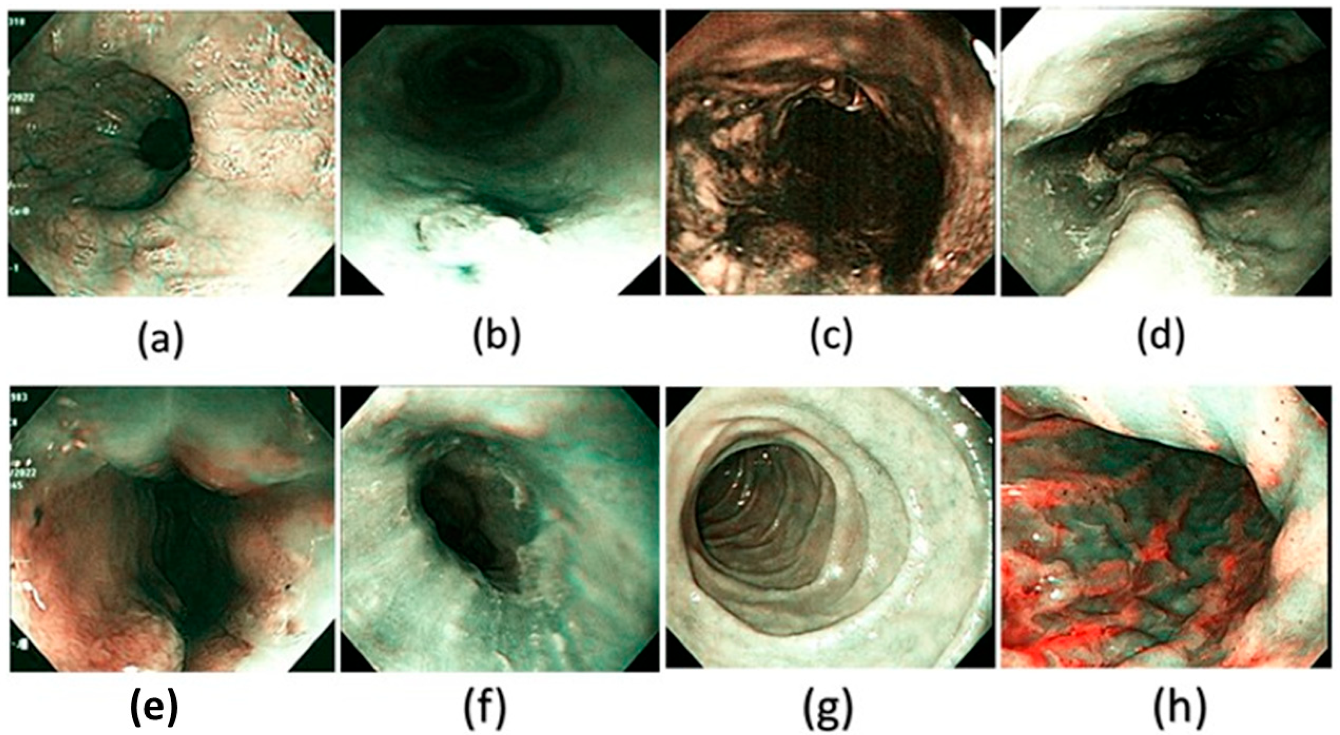 Diagnostics 15 02732 g004