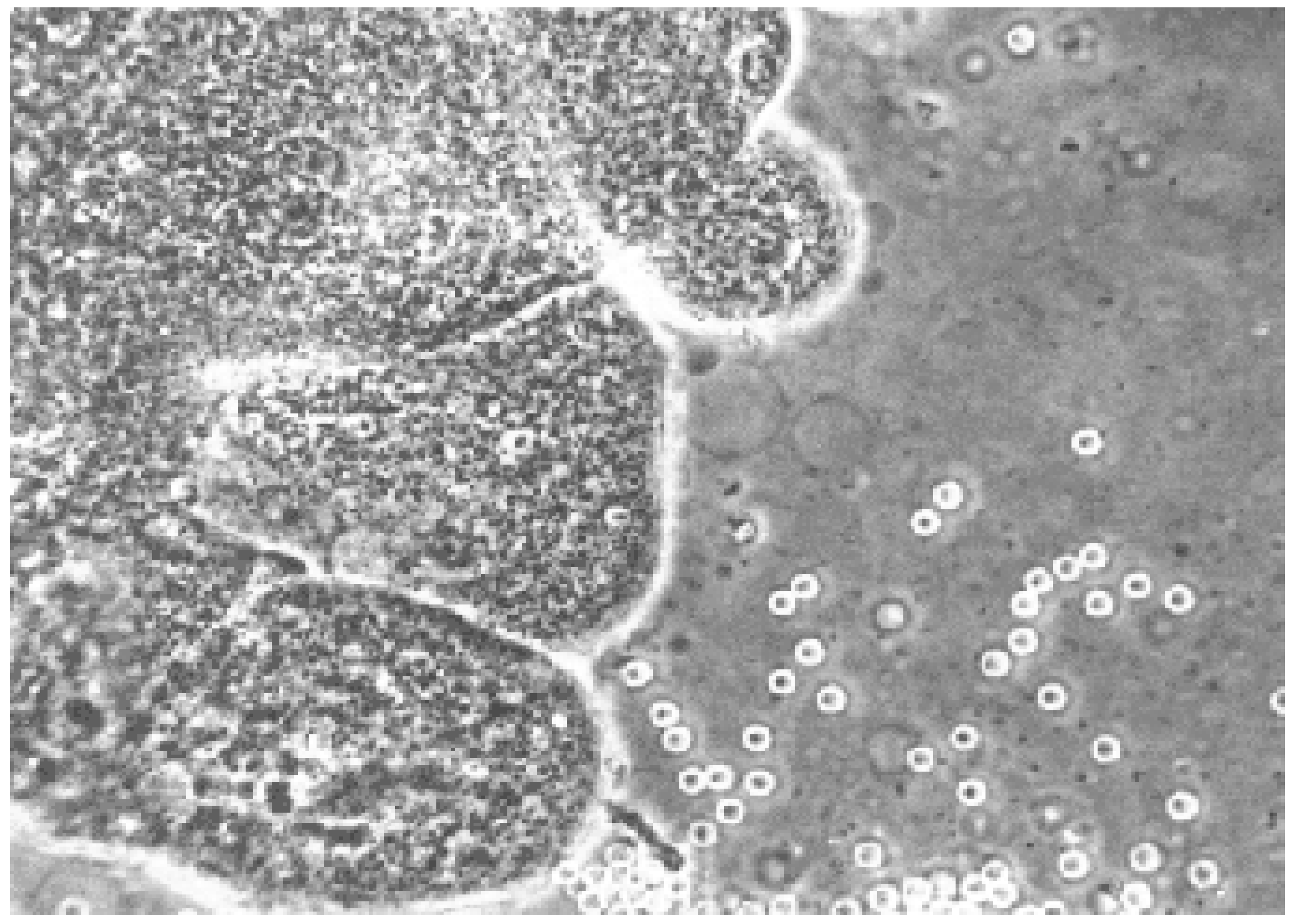 Diagnostics 15 02750 g002