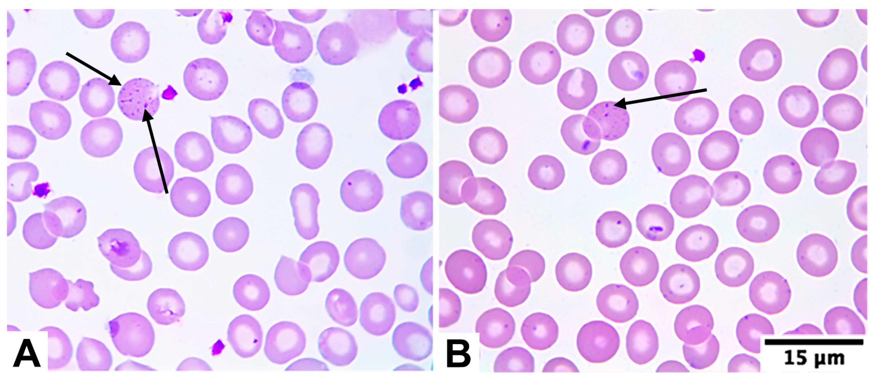 Diagnostics 15 02759 g001 Diagnostics 15 02759 g001