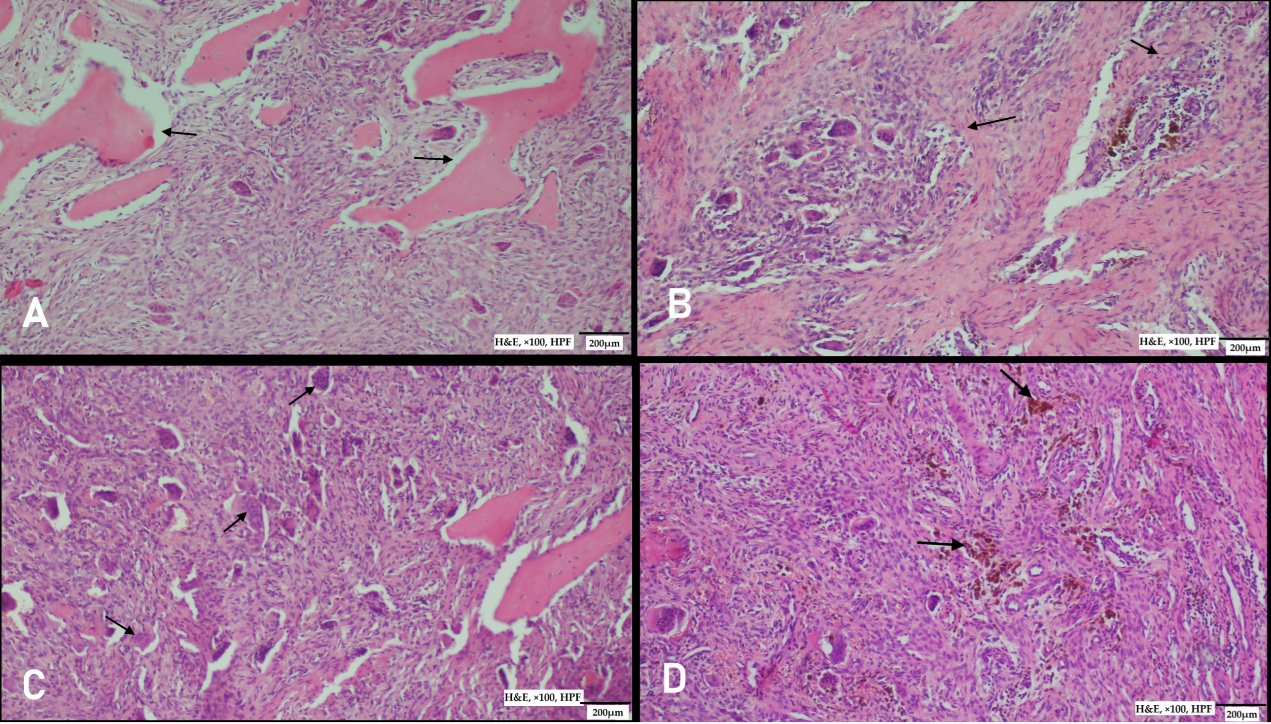 Diagnostics 15 02798 g004 Diagnostics 15 02798 g004