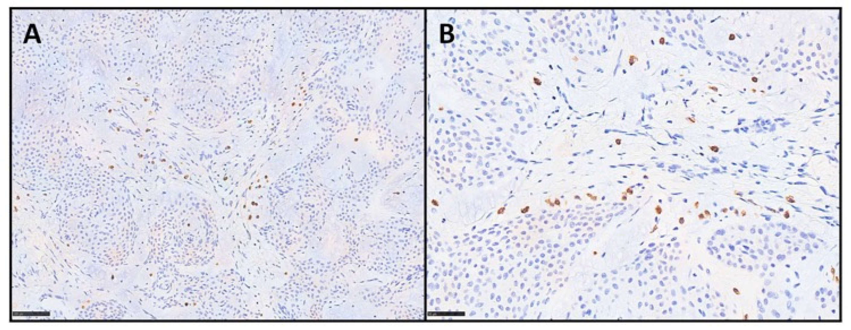 Diagnostics 15 02852 g003 Diagnostics 15 02852 g003