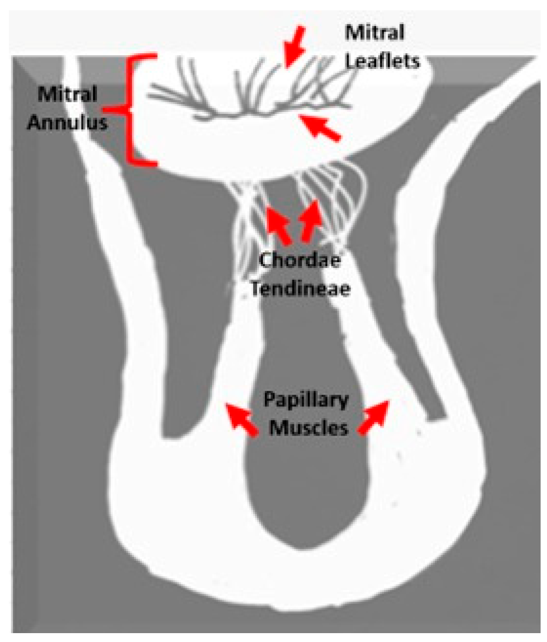 Diagnostics 15 02857 g001