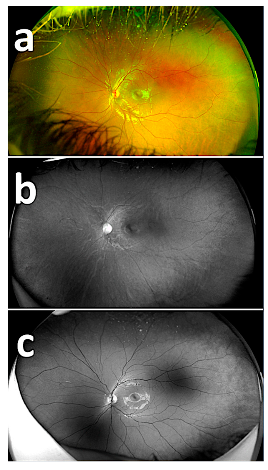 Diagnostics 15 02873 g001