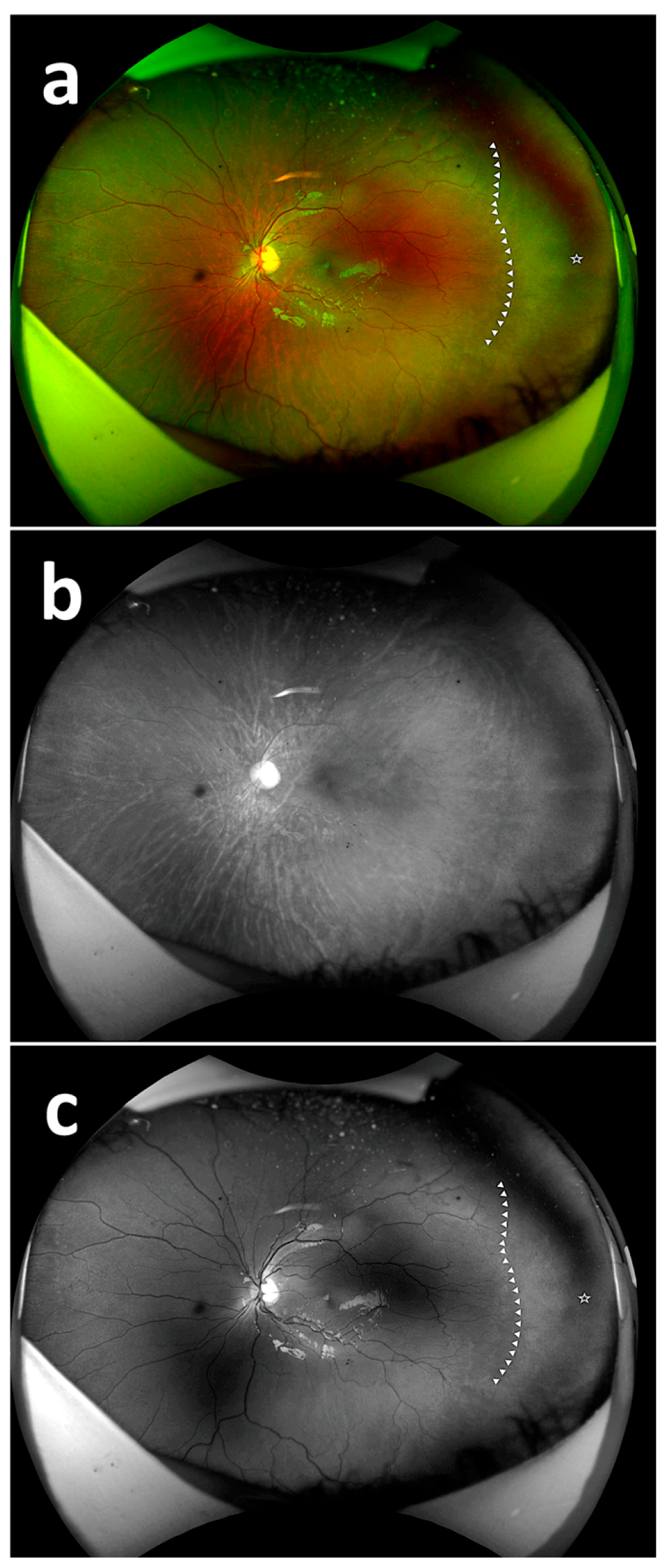 Diagnostics 15 02873 g002