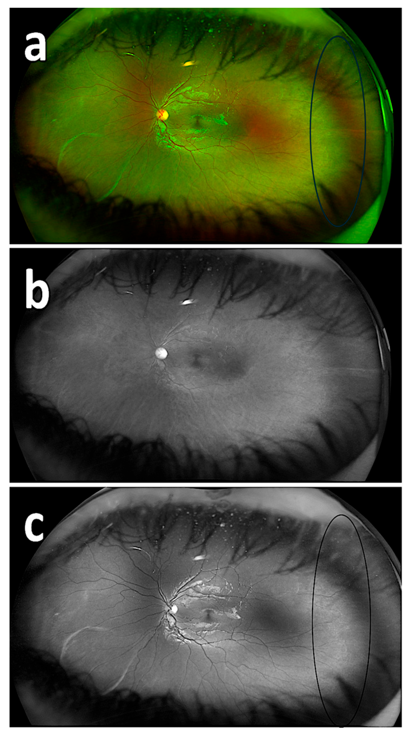 Diagnostics 15 02873 g004