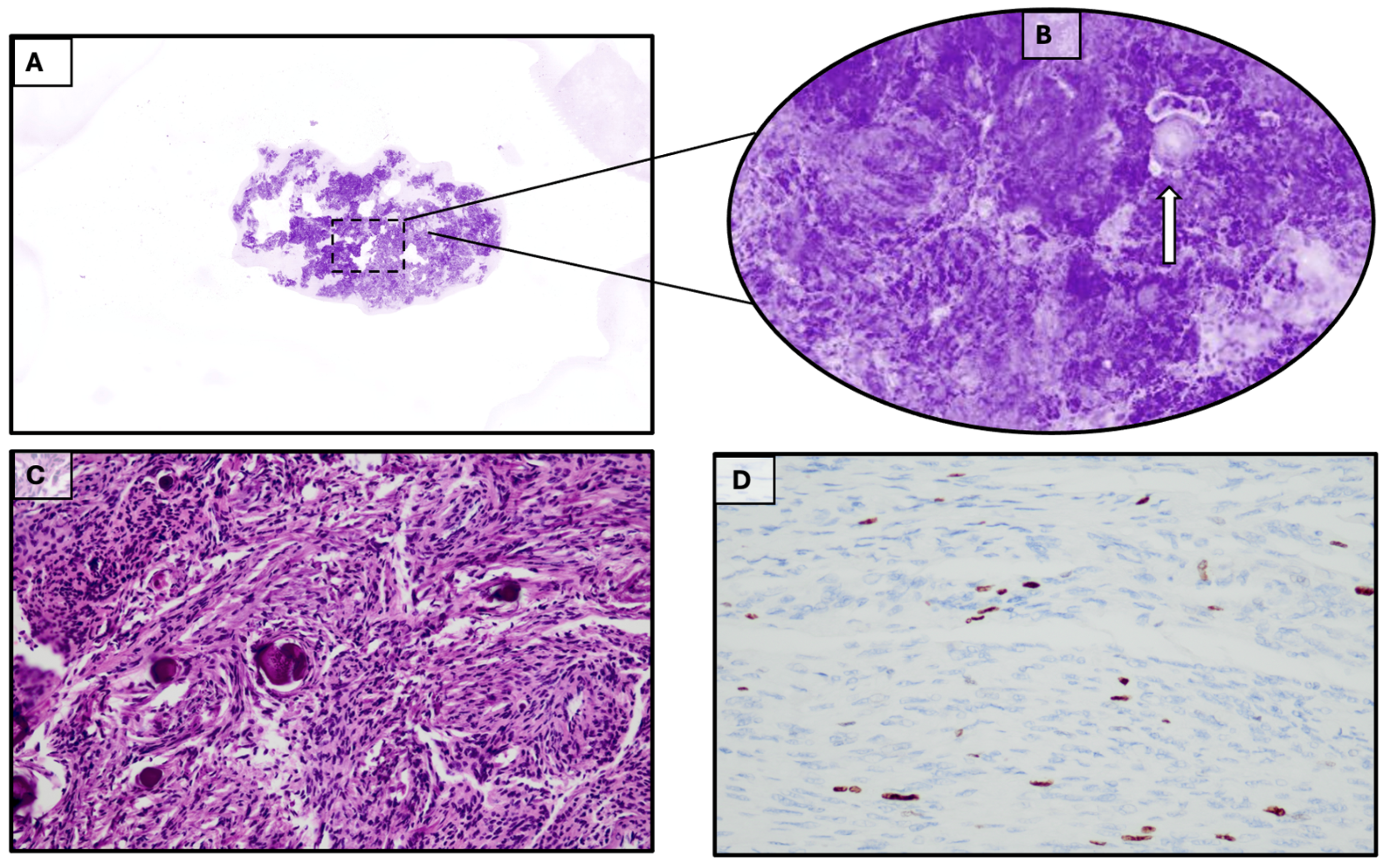Diagnostics 15 02936 g003
