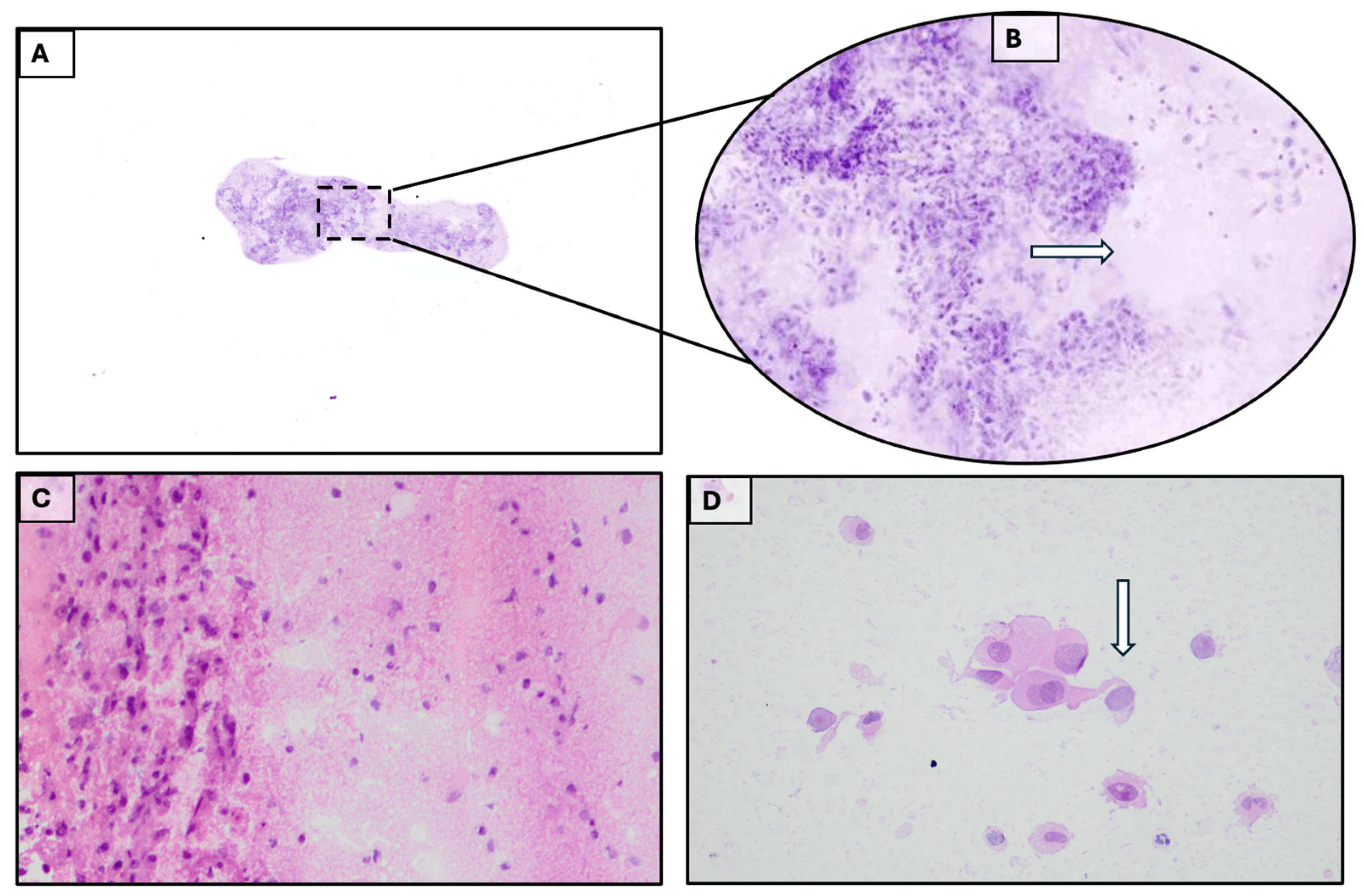 Diagnostics 15 02936 g004
