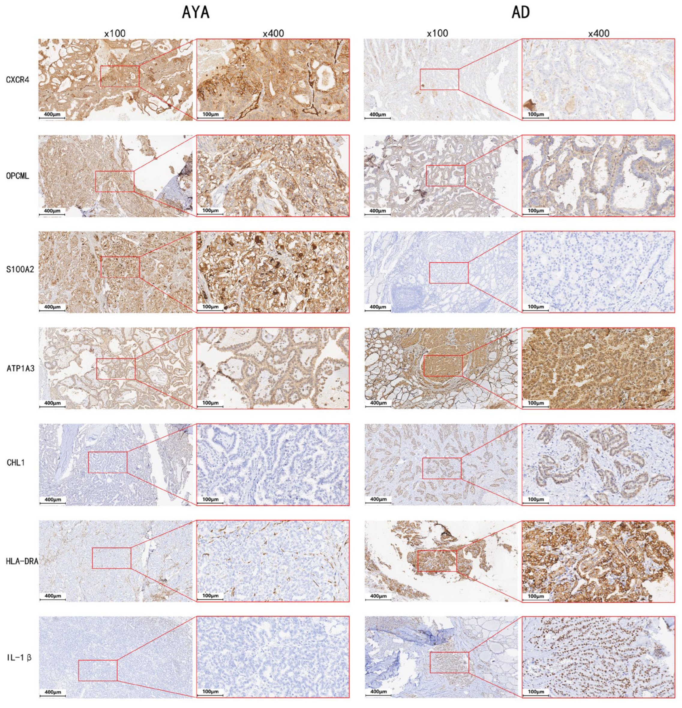 Diagnostics 15 02937 g004