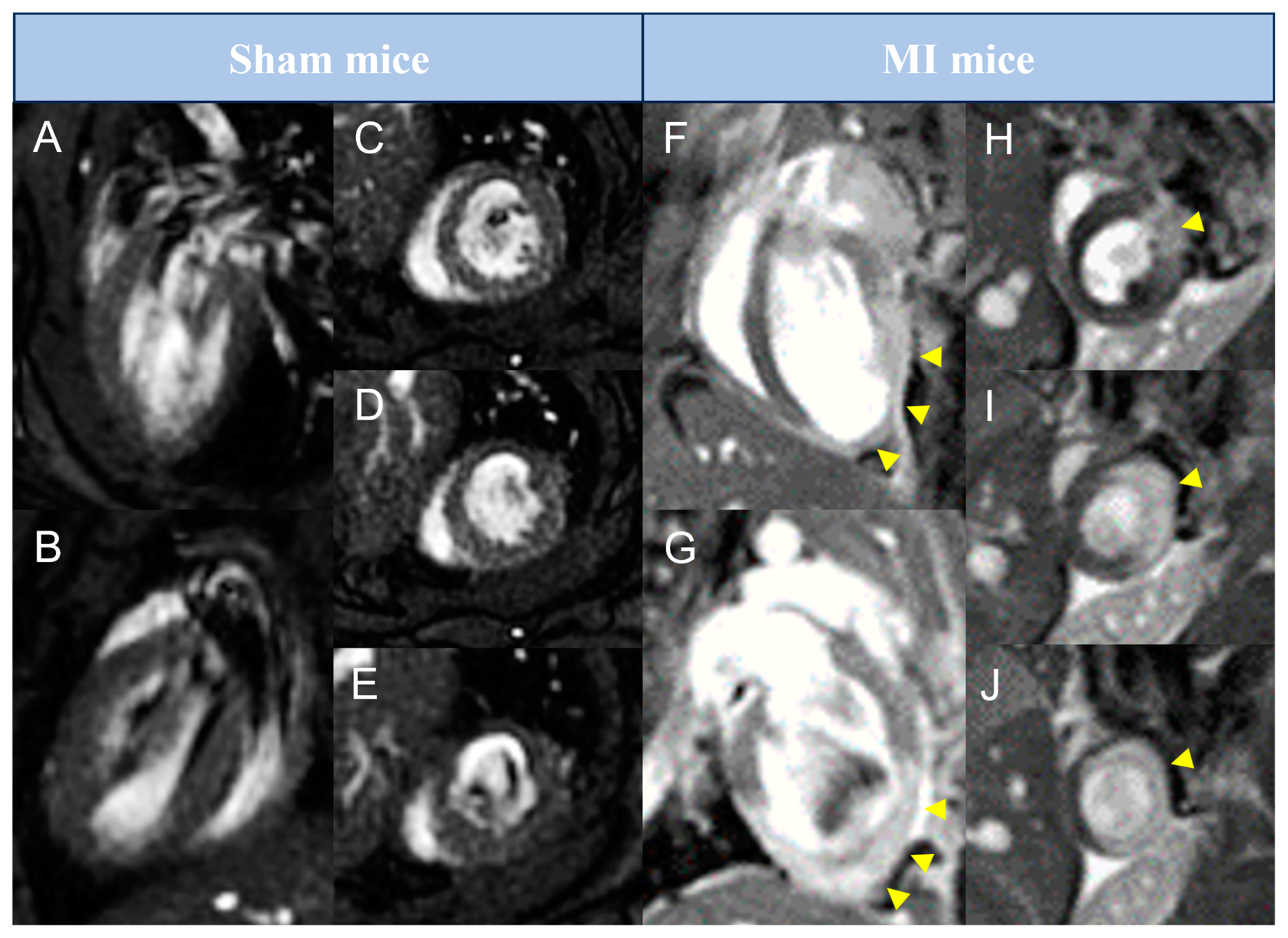 Diagnostics 15 02960 g001