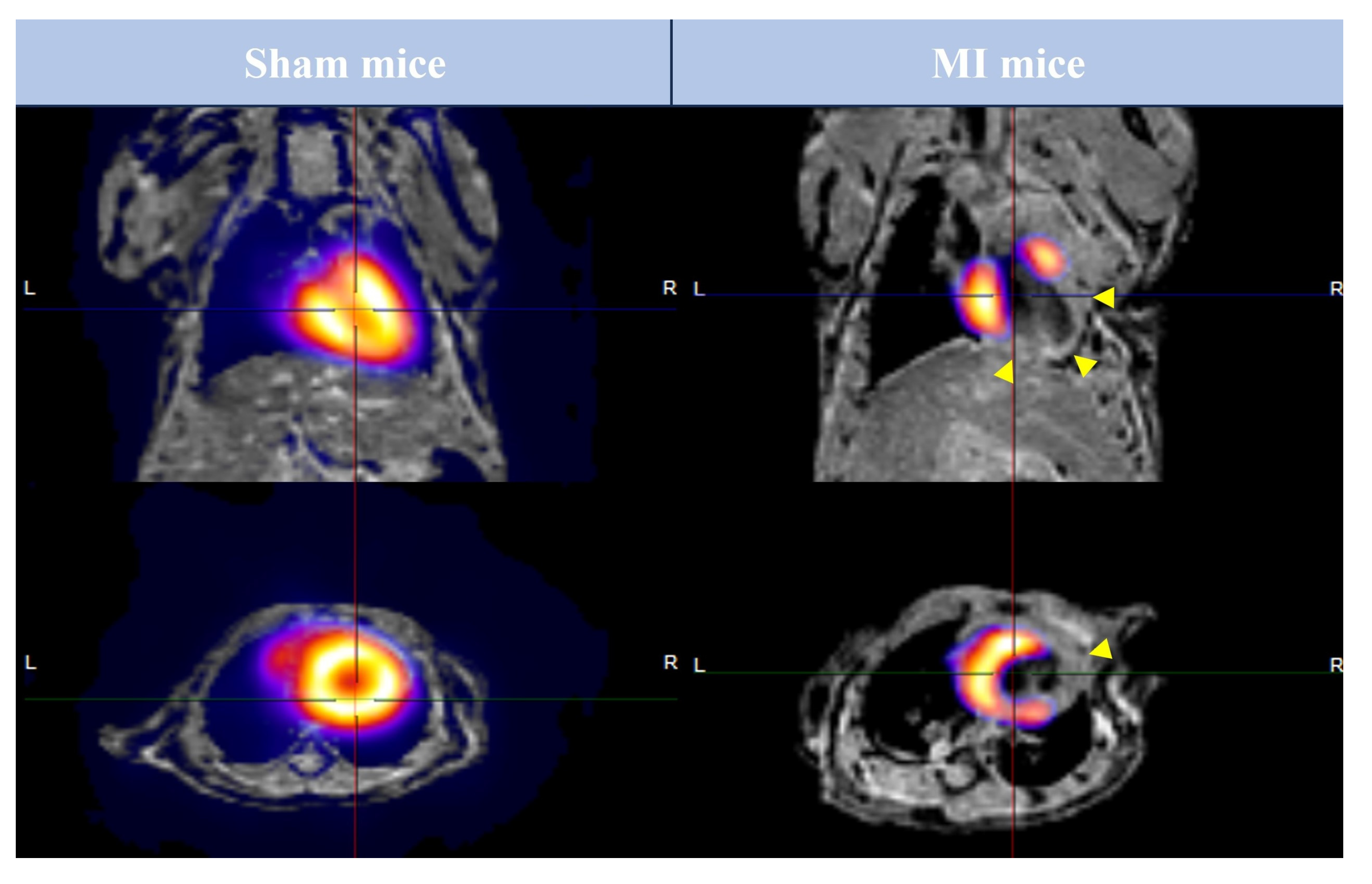 Diagnostics 15 02960 g003