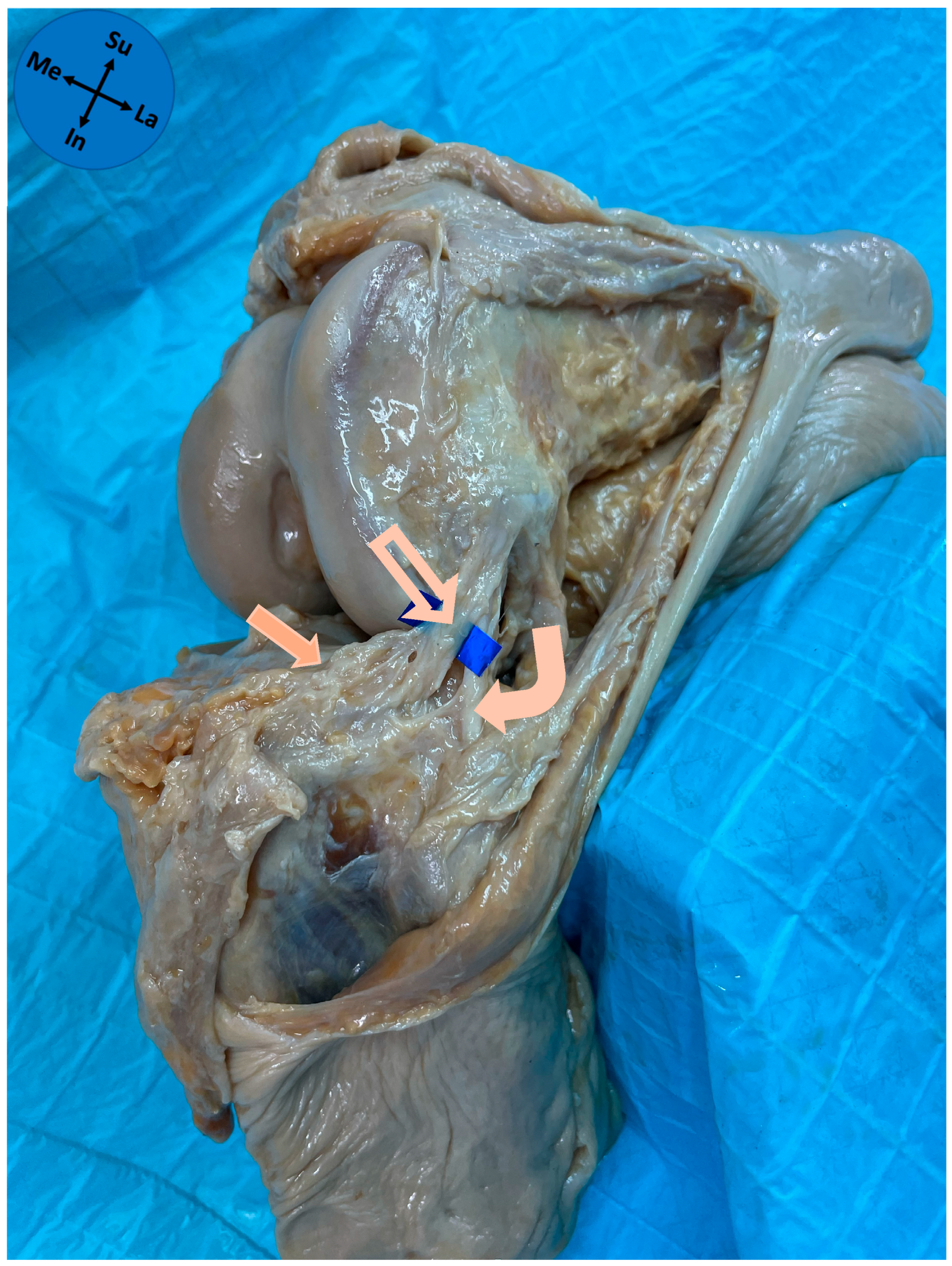 Diagnostics 15 02987 g001