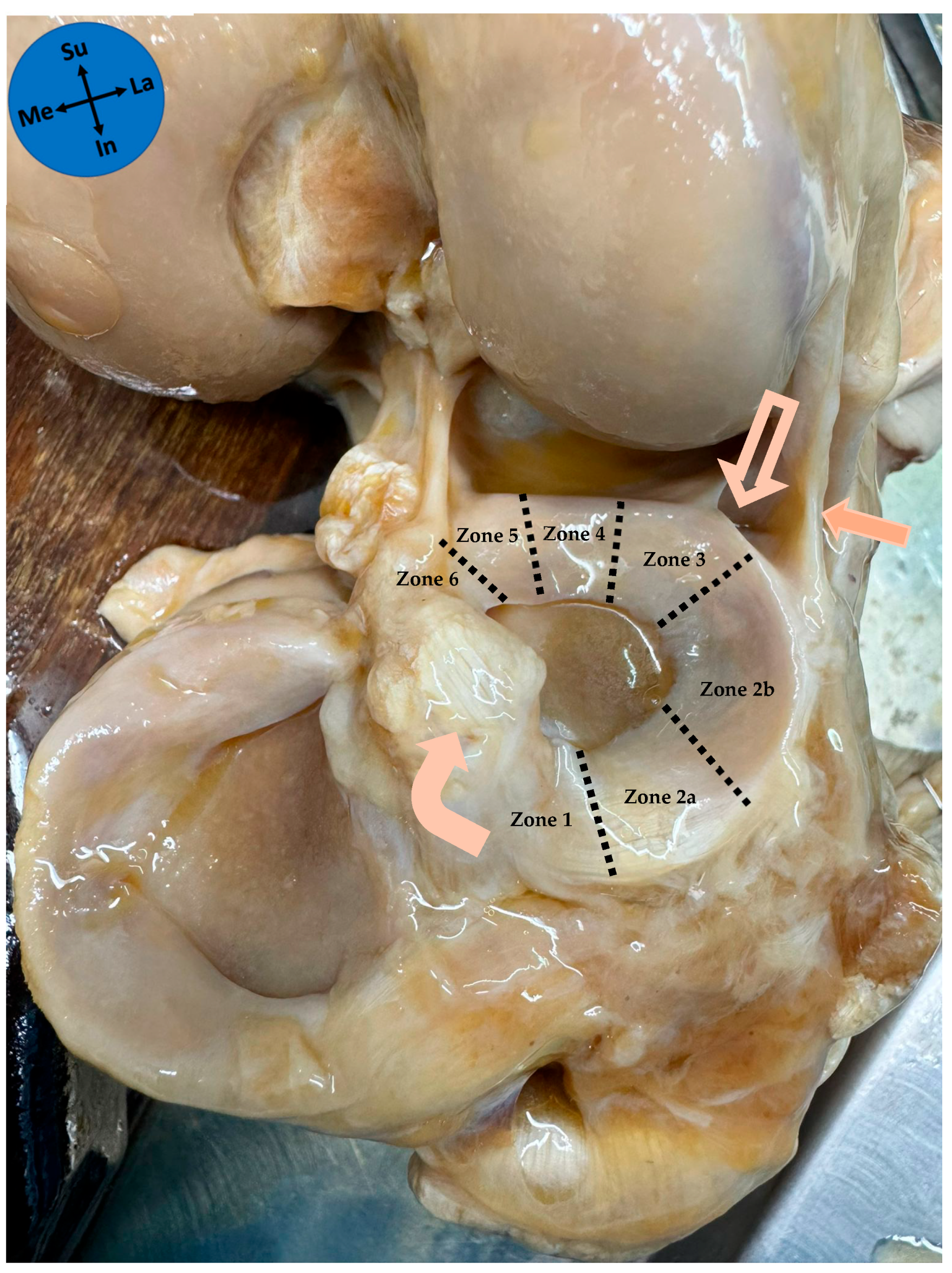 Diagnostics 15 02987 g002