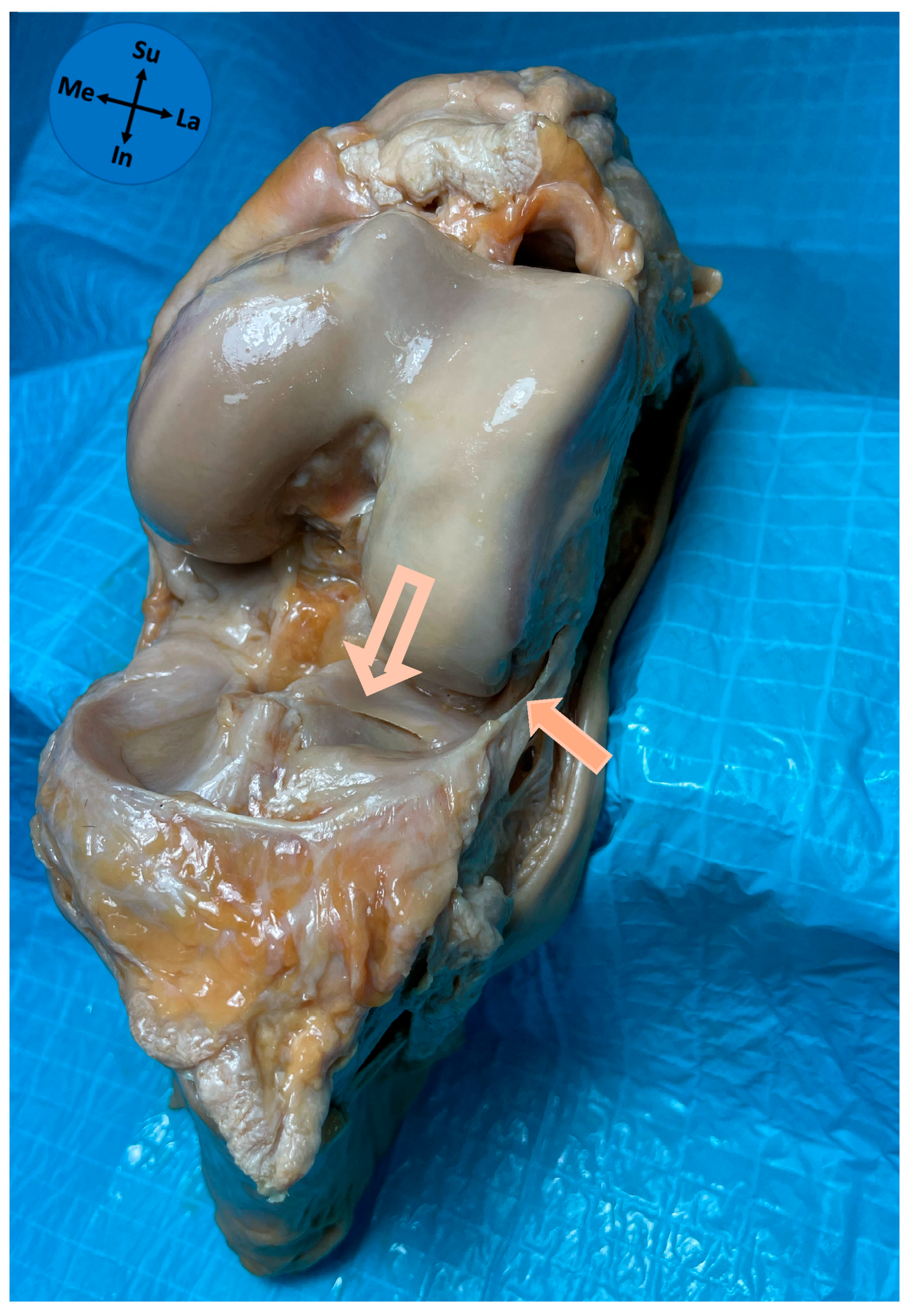 Diagnostics 15 02987 g003