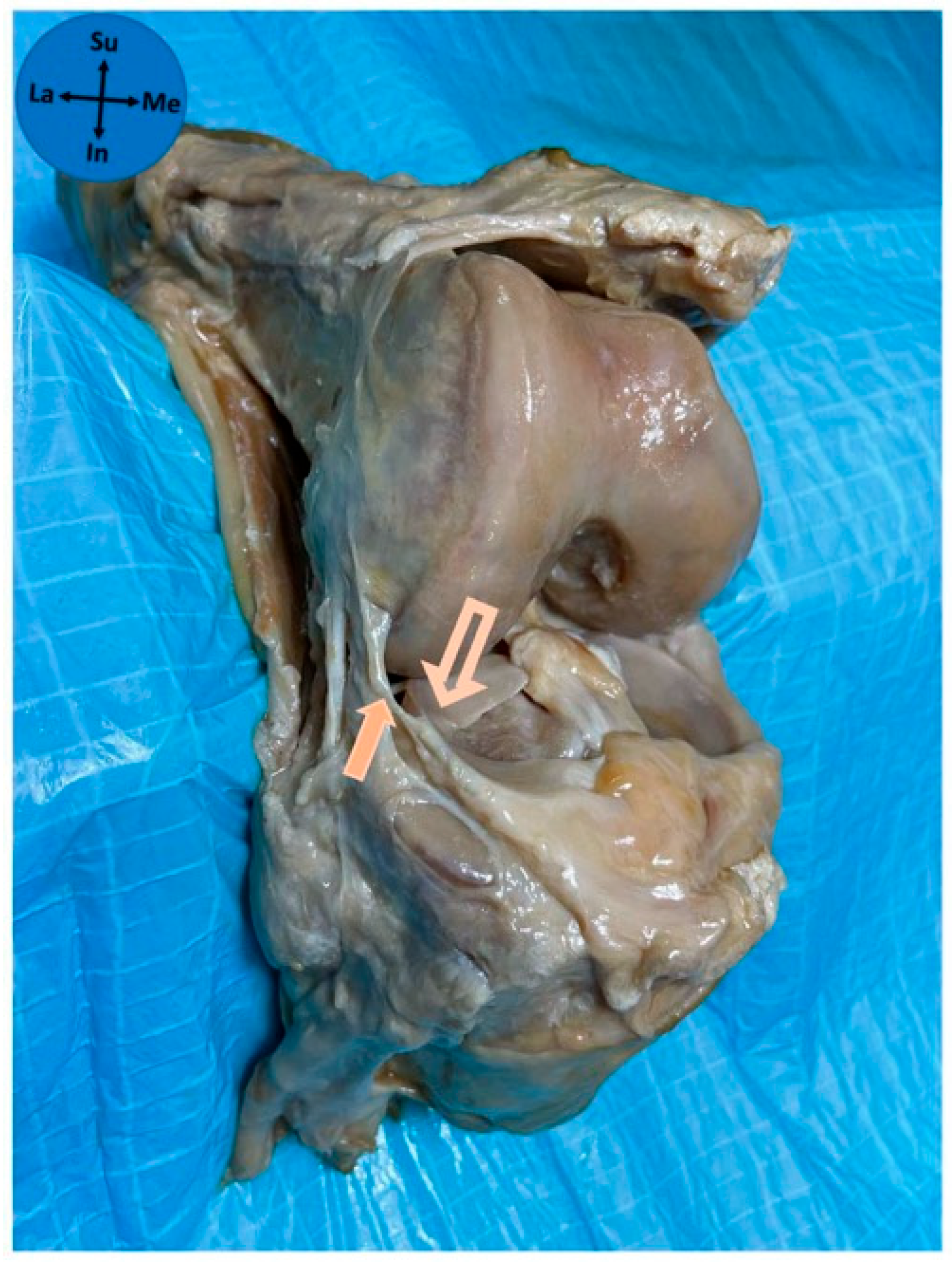 Diagnostics 15 02987 g004