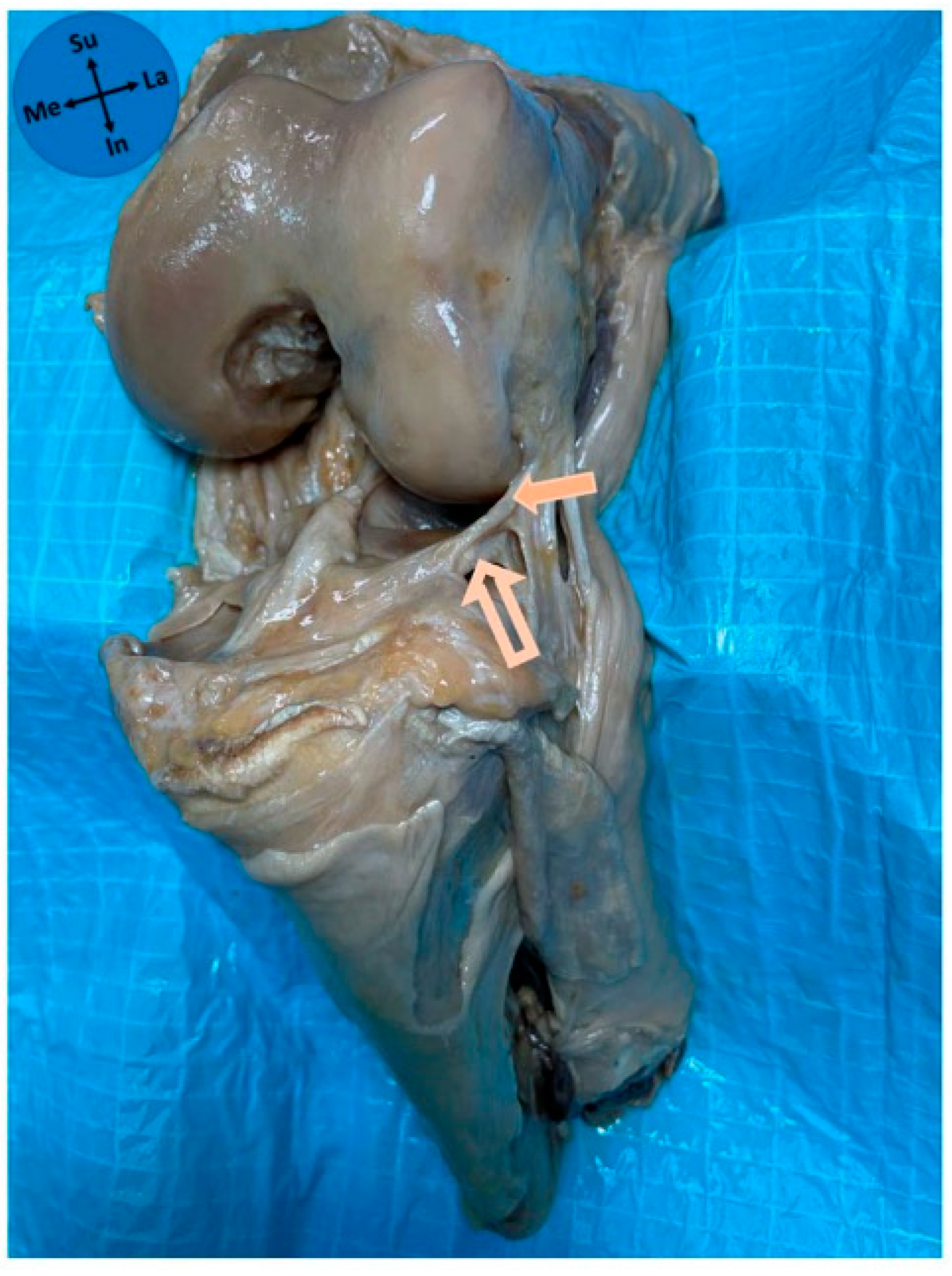 Diagnostics 15 02987 g005