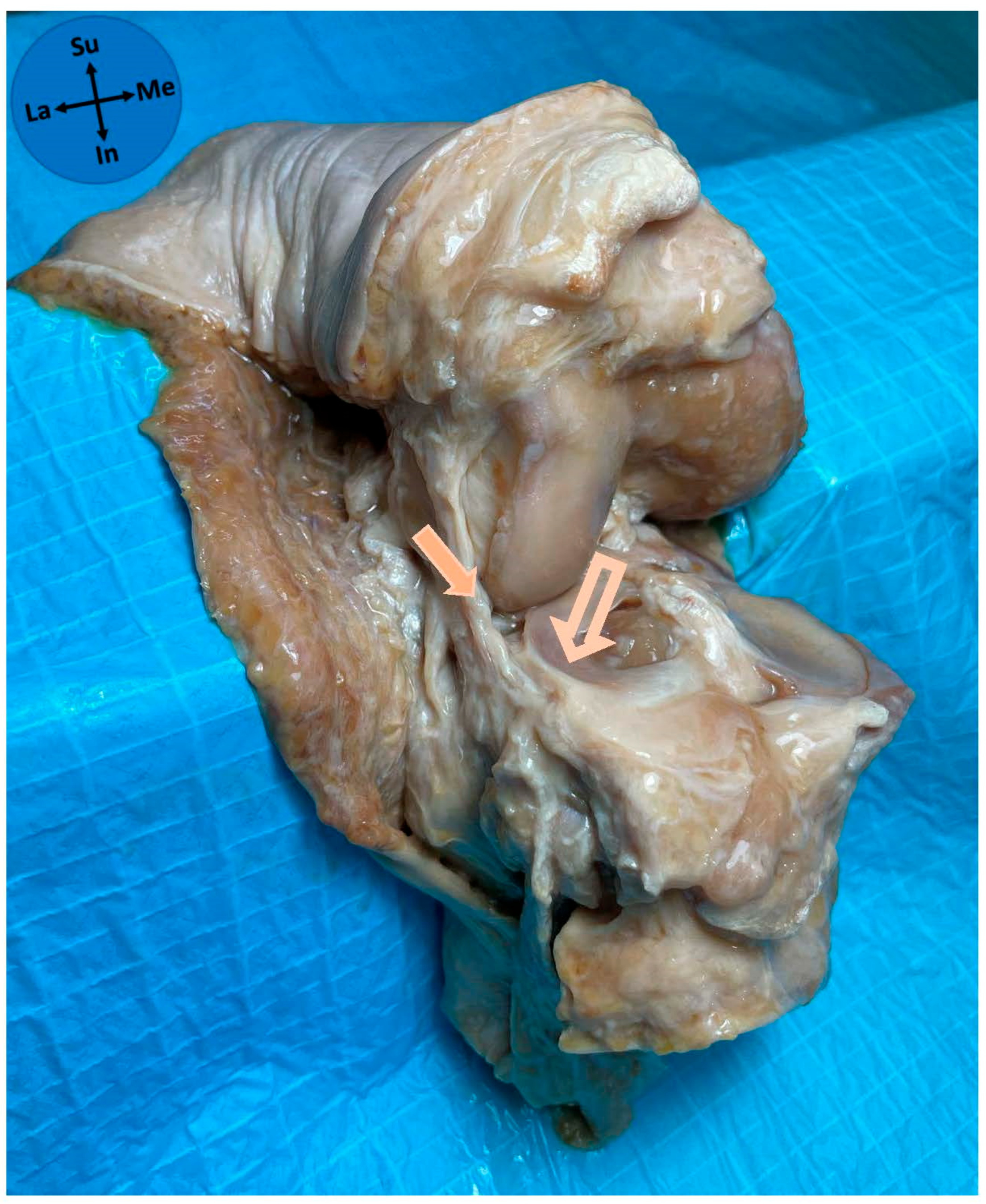 Diagnostics 15 02987 g006